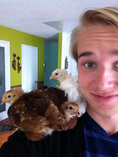 Getting your friends addicted to chickens.... Two RIR and a Cochin 4 weeks old.