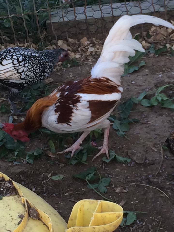 Ghost aka Rhoderunner