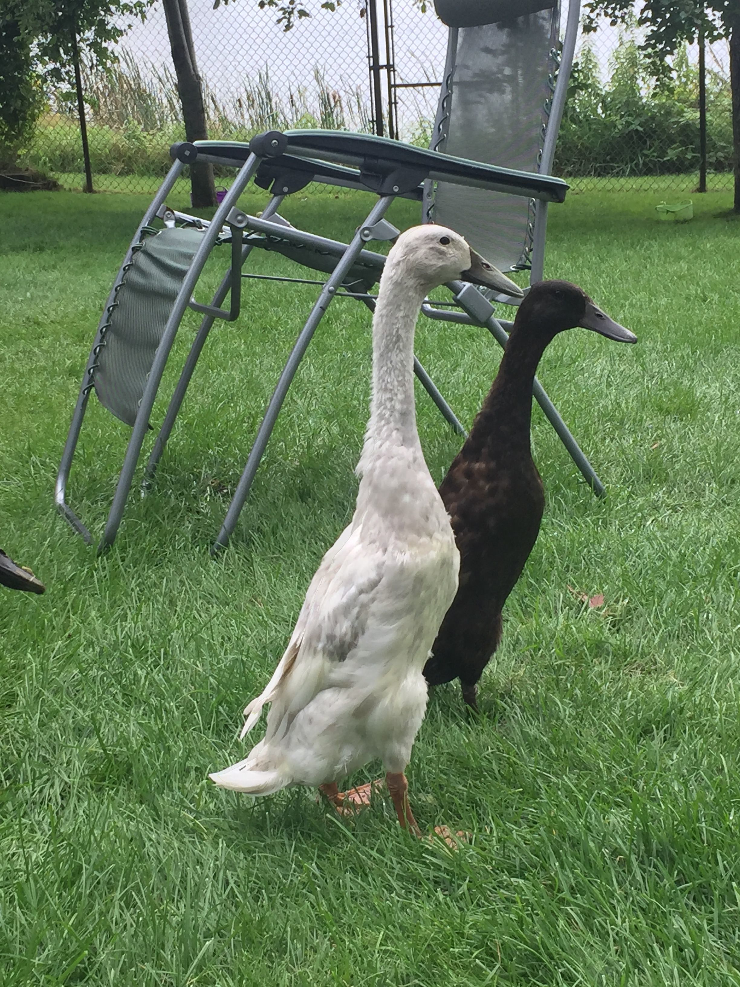 Ghost the runner 12(?) weeks