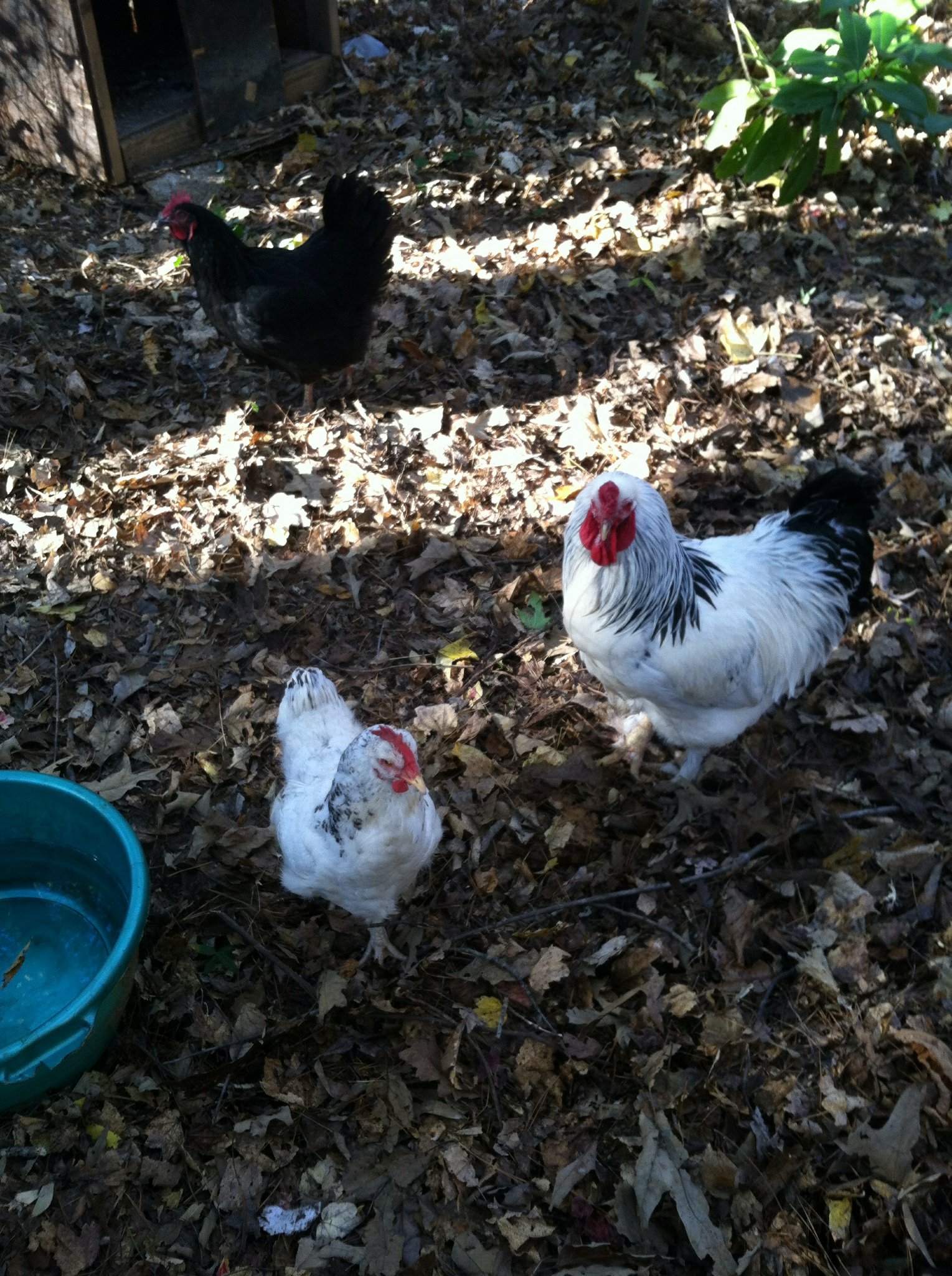 GIANT, Mama & Whitey