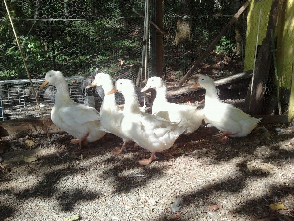 Giant Pekin Flock