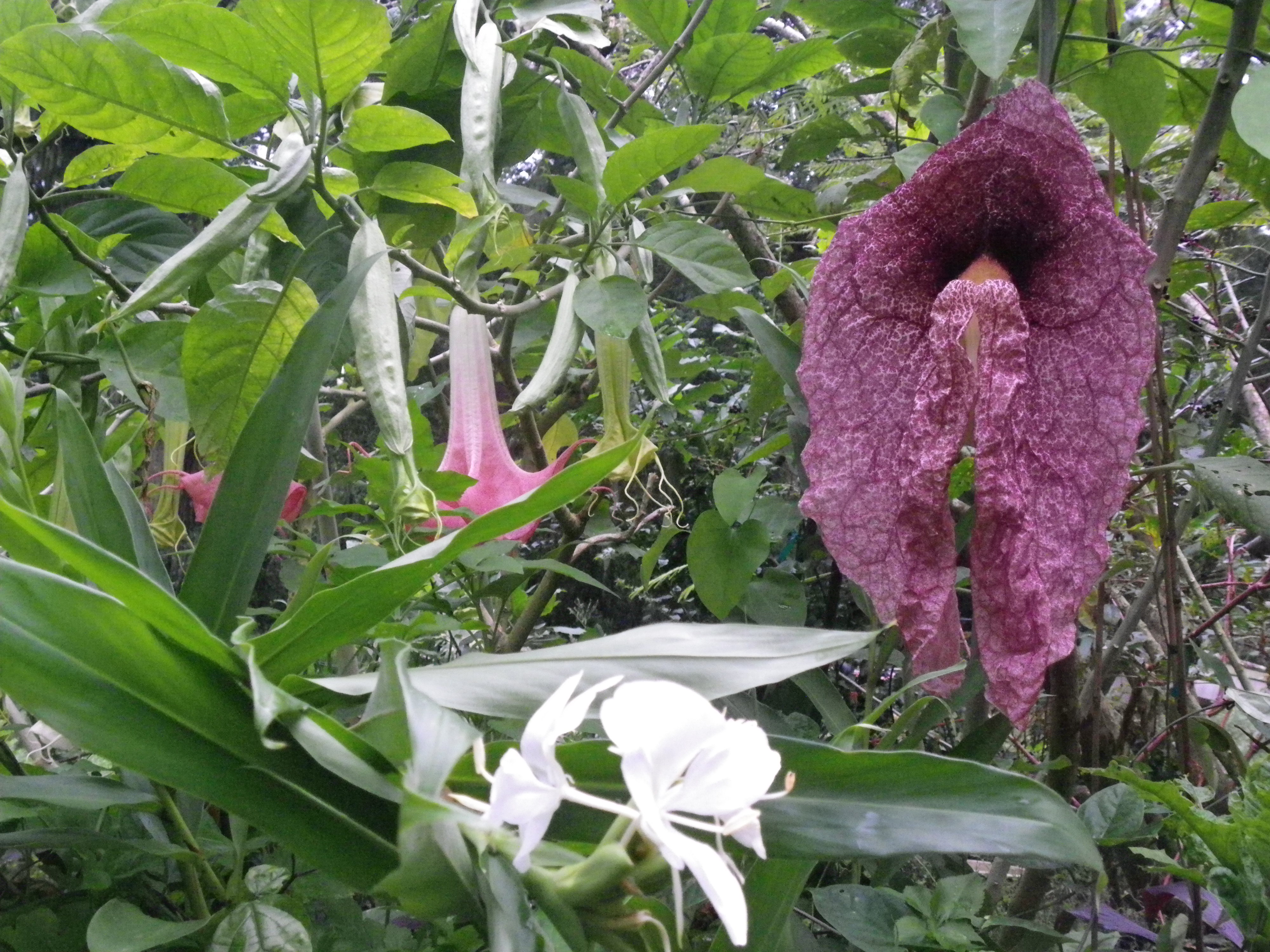 Giant pipe vine flower. The pink flower next to it is 22 inches long (shows how large this is)