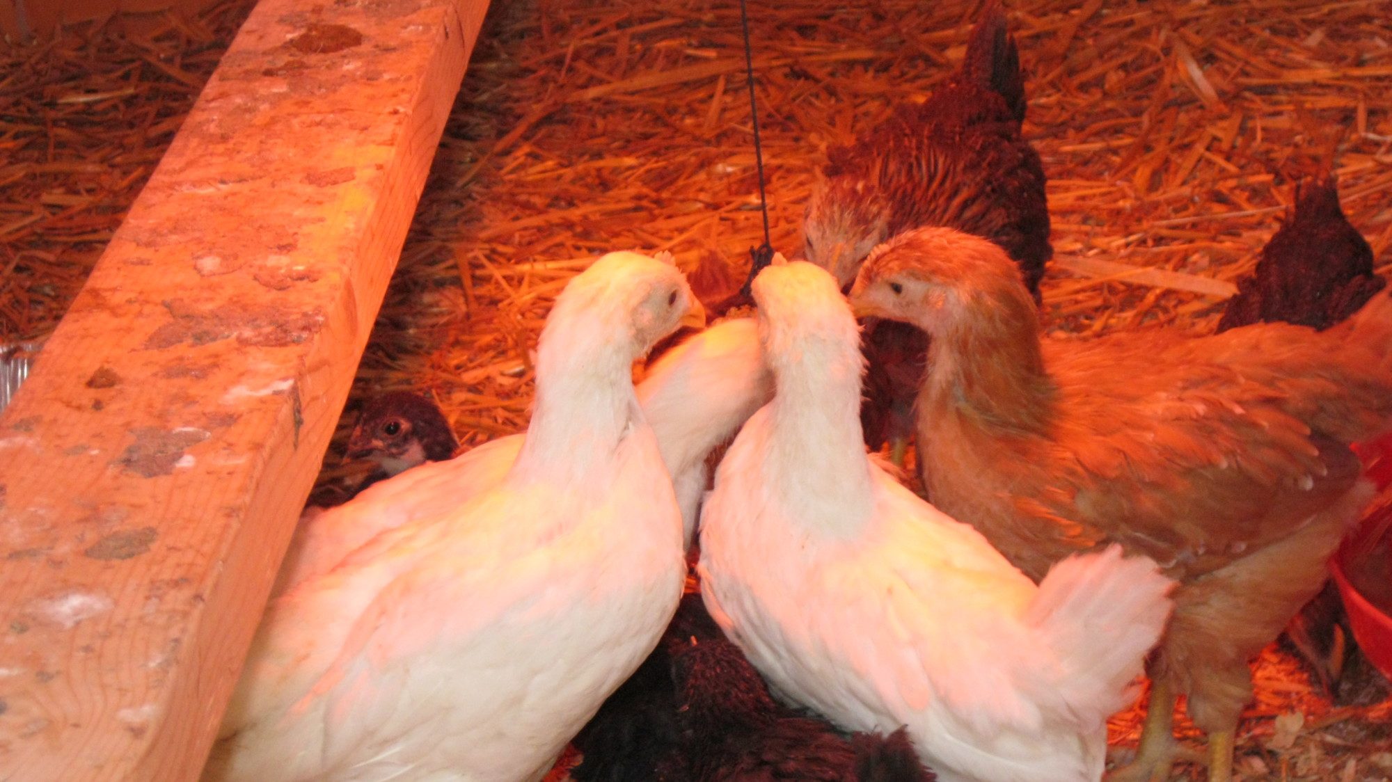 Giant White Leghorns