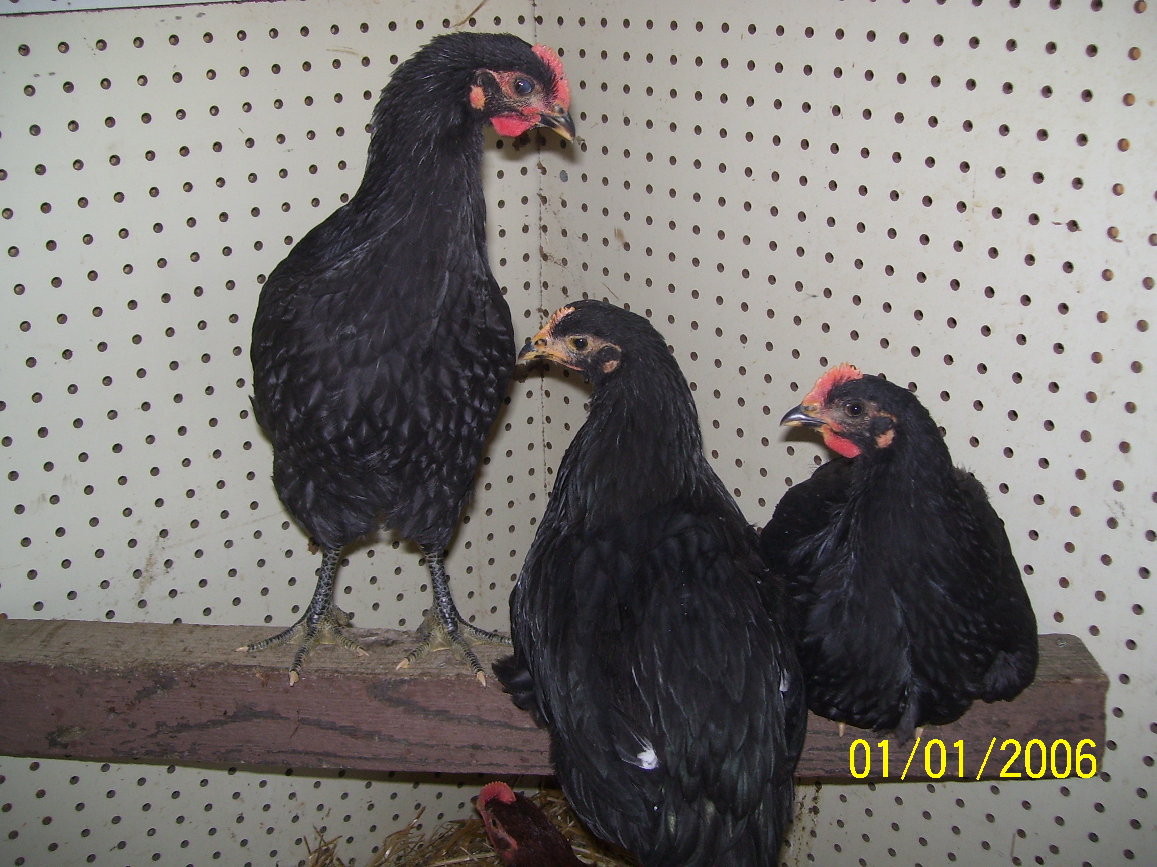 Giants ( 1.5 months old)
