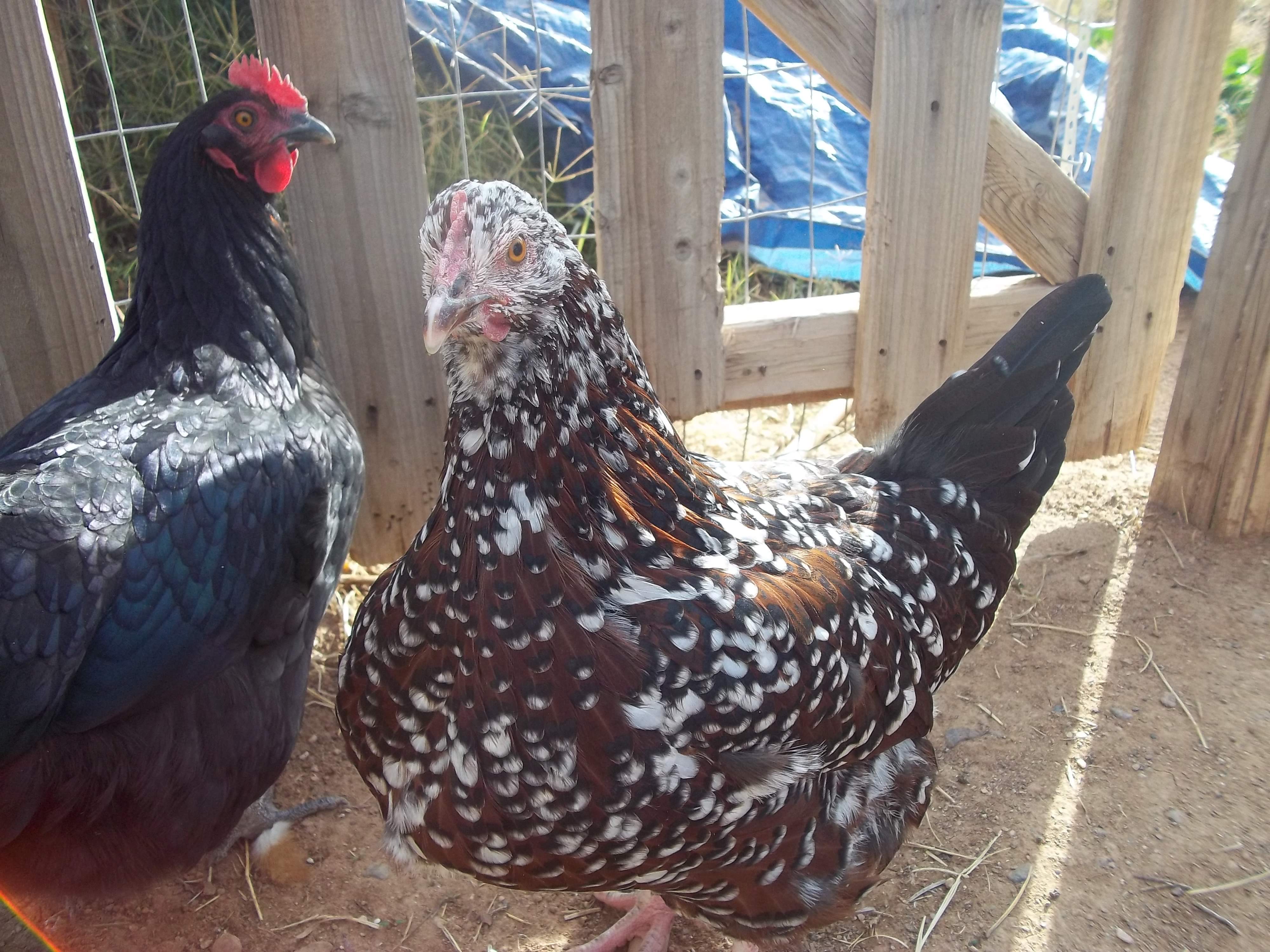 Giblet (Rhode Island Red)