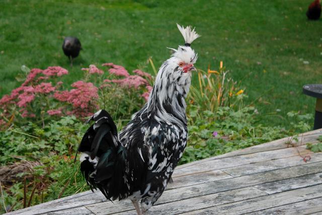 Gigi modelling his new hairstyle.