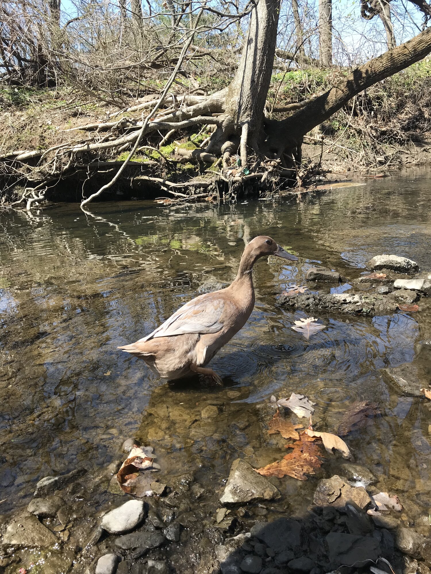 Gil in the creek!