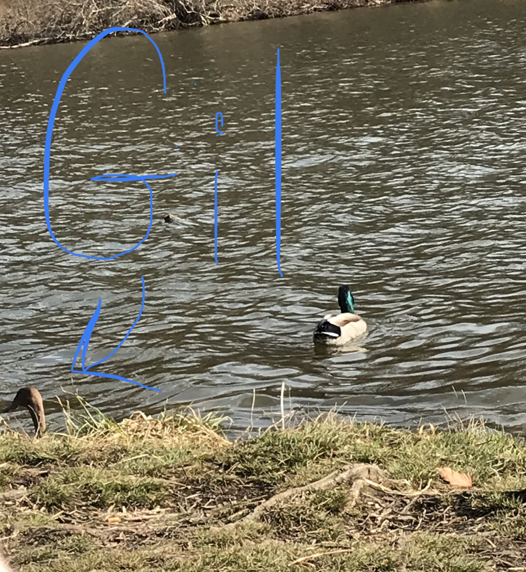 Gil swims with wild friend at lake