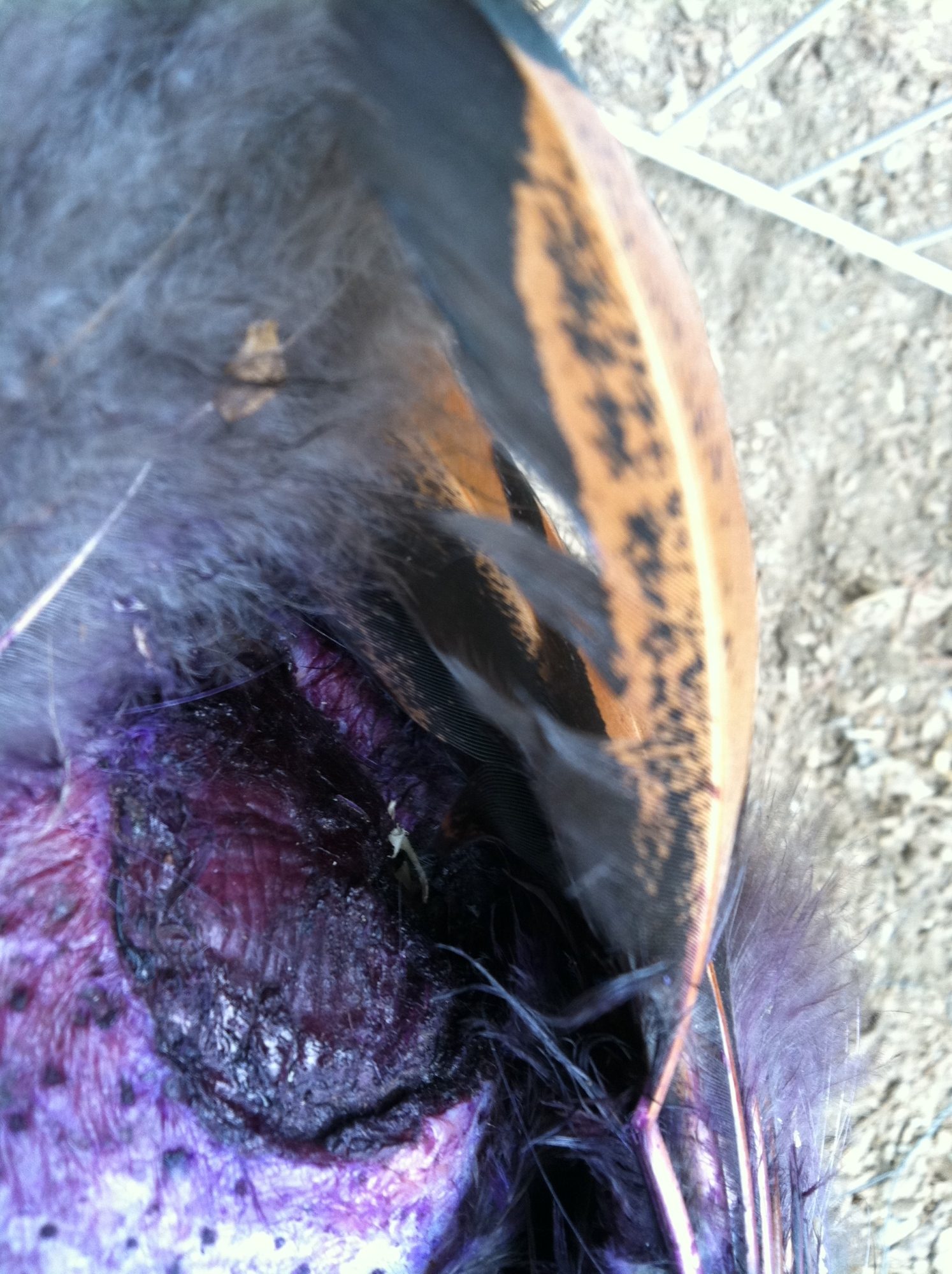 Gilly's wound..