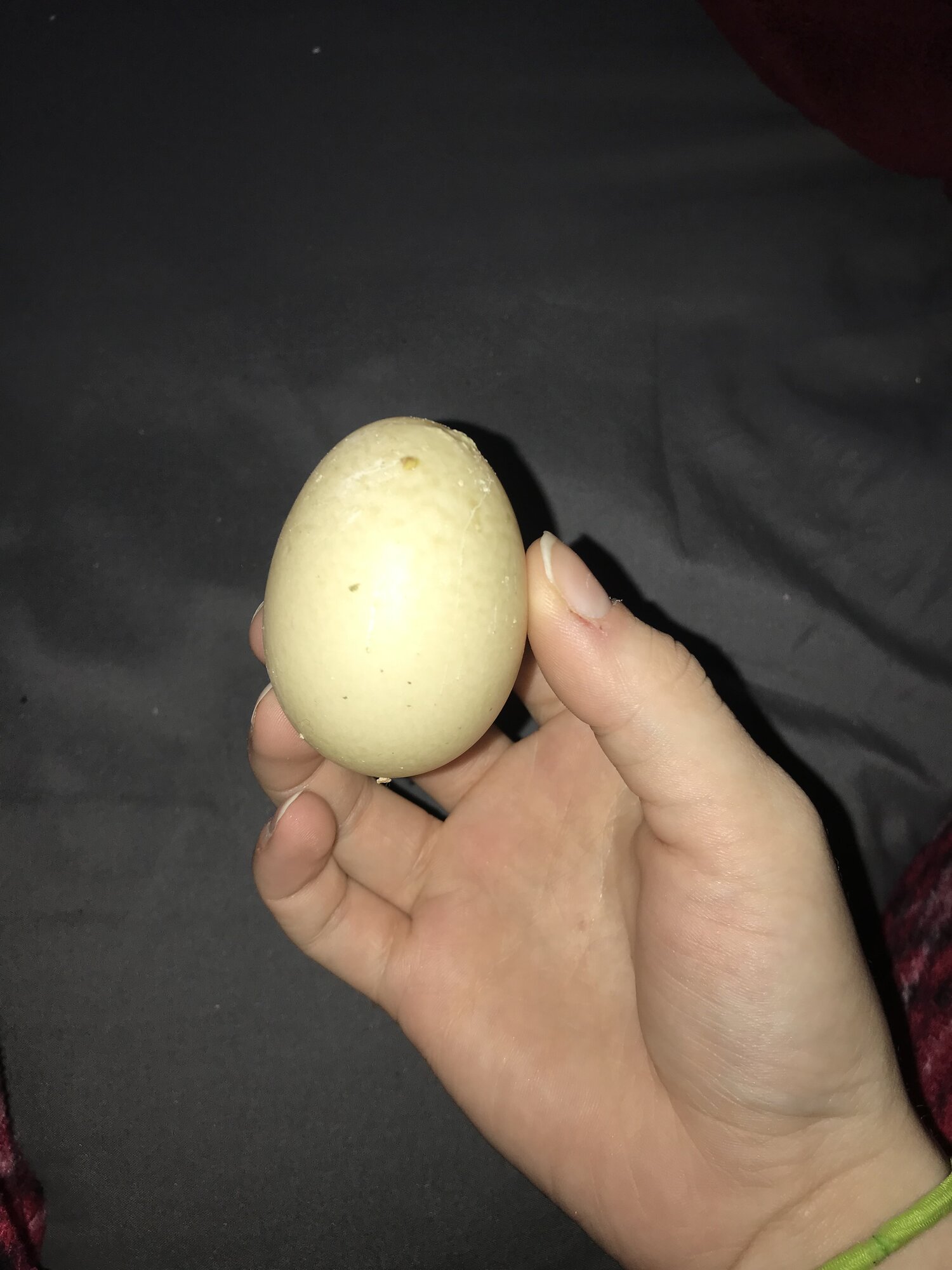Gil's First Egg! 2/1/19