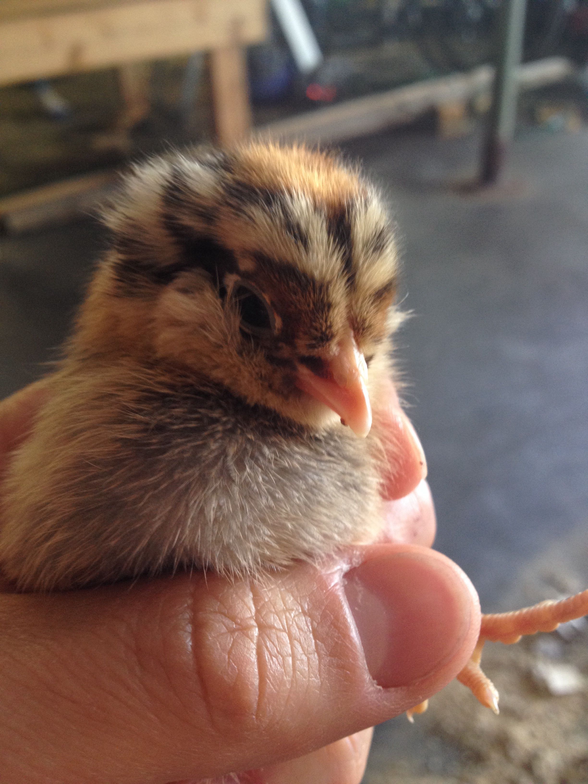 Ginger 2 days old