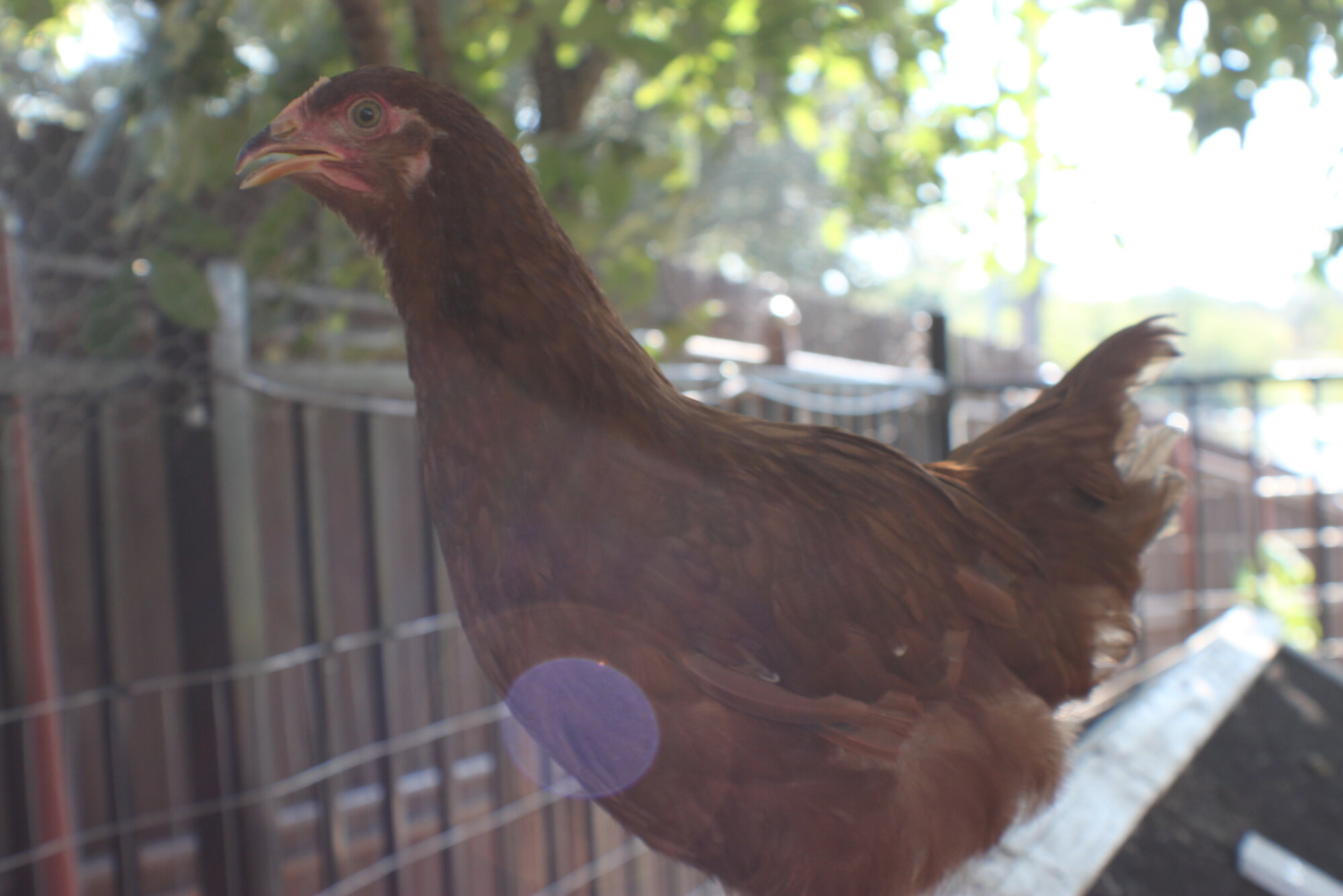 Ginger, a Rhode Island Red