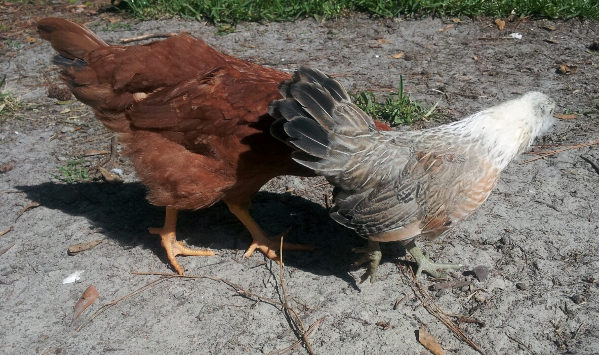 Ginger and Chicky