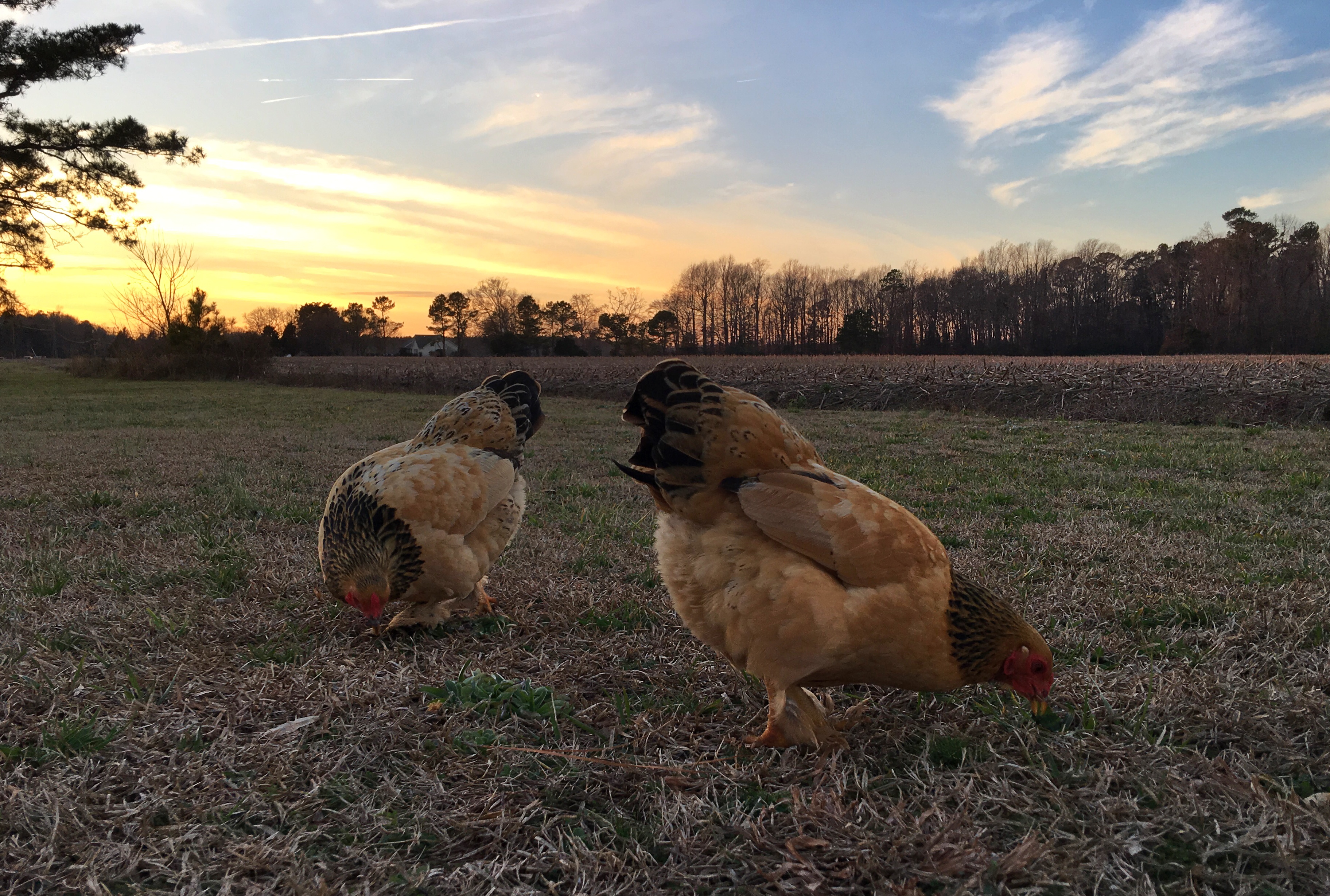 Ginger and her sister Cherokee