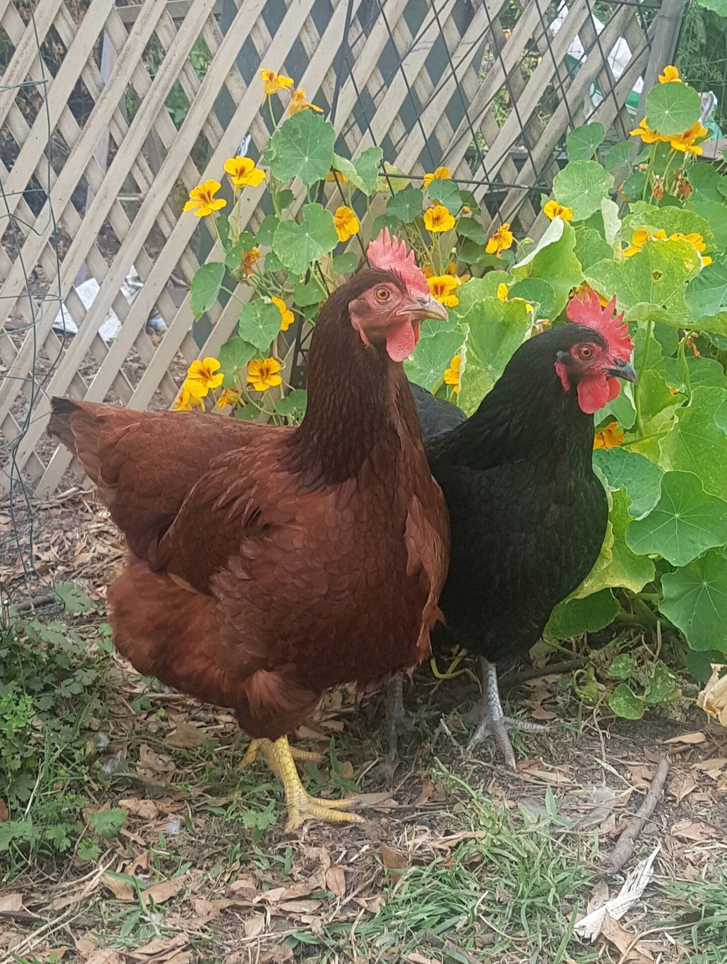 Ginger and Ivy in step taken in my backyard in Camberwell, Victoria, Australia. 
December 2016