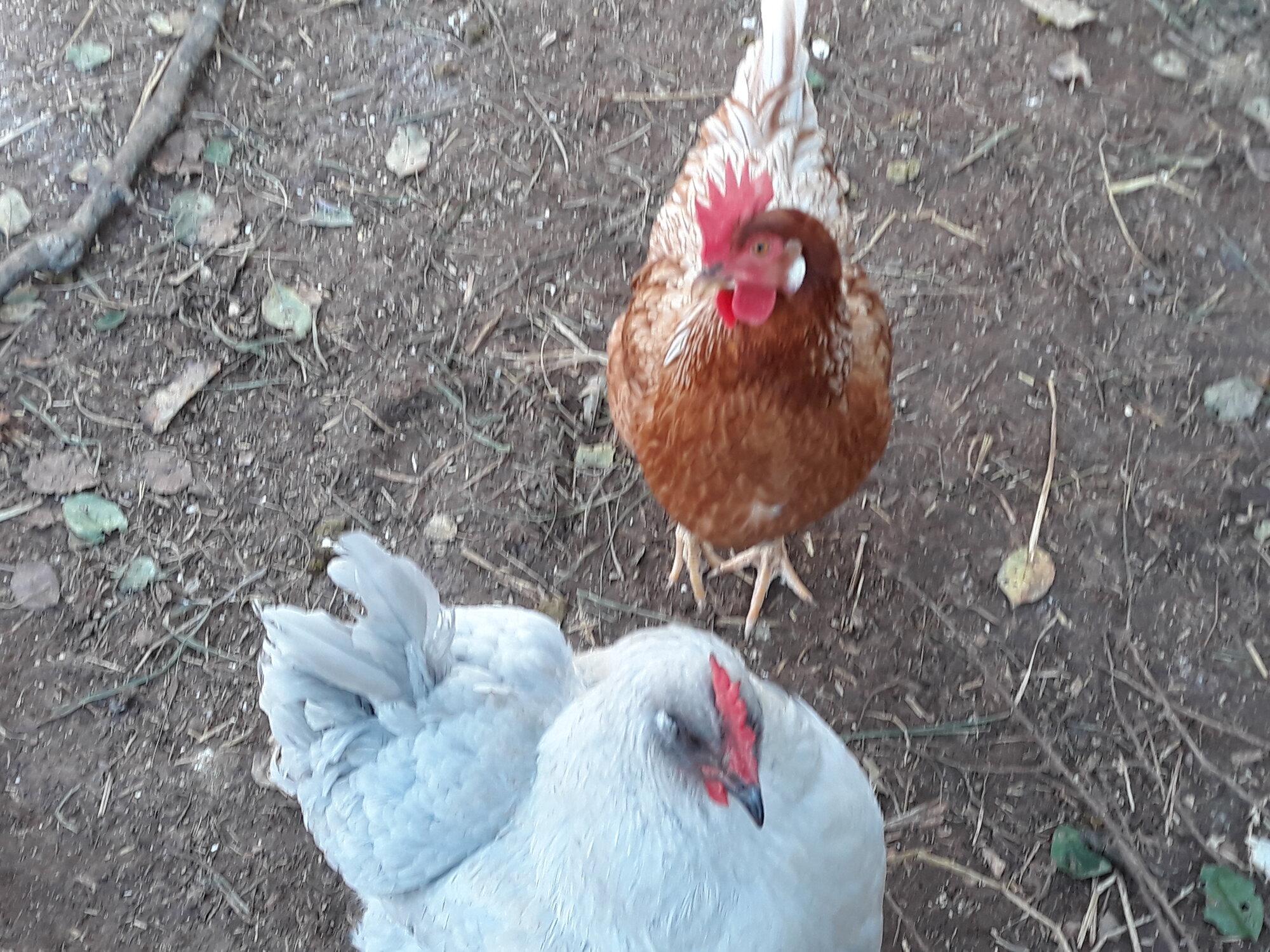 Ginger and Misty