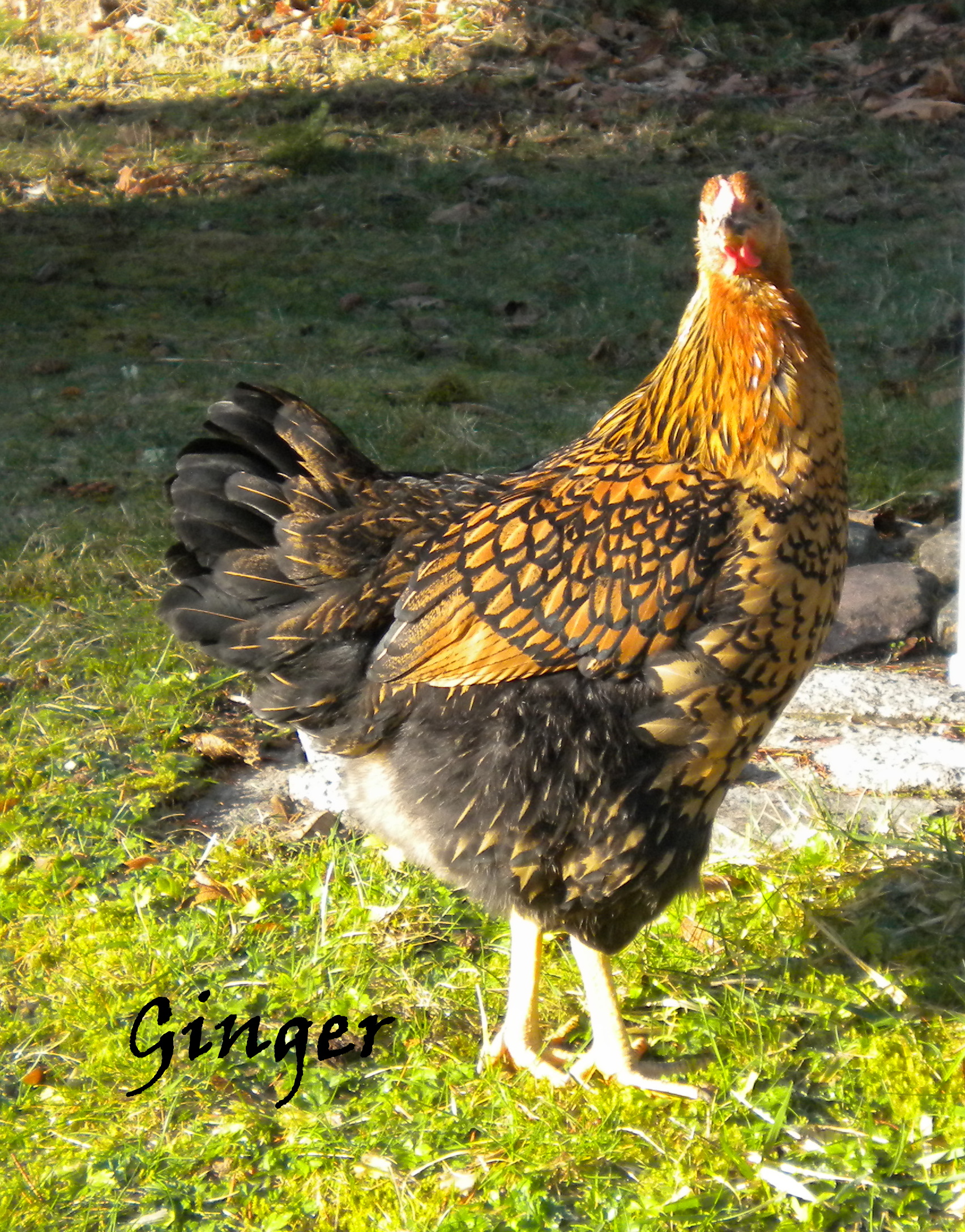 Ginger at 5 months - Gold Laced Wyandotte - RIP about 9mo old

She was a prissy bird, kept to herself, had a soft deep voice.
She got sick about once a month since she arrived - the others never got the slightest ill.
She laid eggs for a short while then all soft shell from the roost at night. 
Tried to fatten her up and see if she would be good for eating once recovered.
She didn't gain well and when I processed her - no signs of anything wrong - no parasites and everything looked healthy except noticed that the heart had larger fat pockets than normal. liver was also a bit larger than expected but a healthy color and texture.