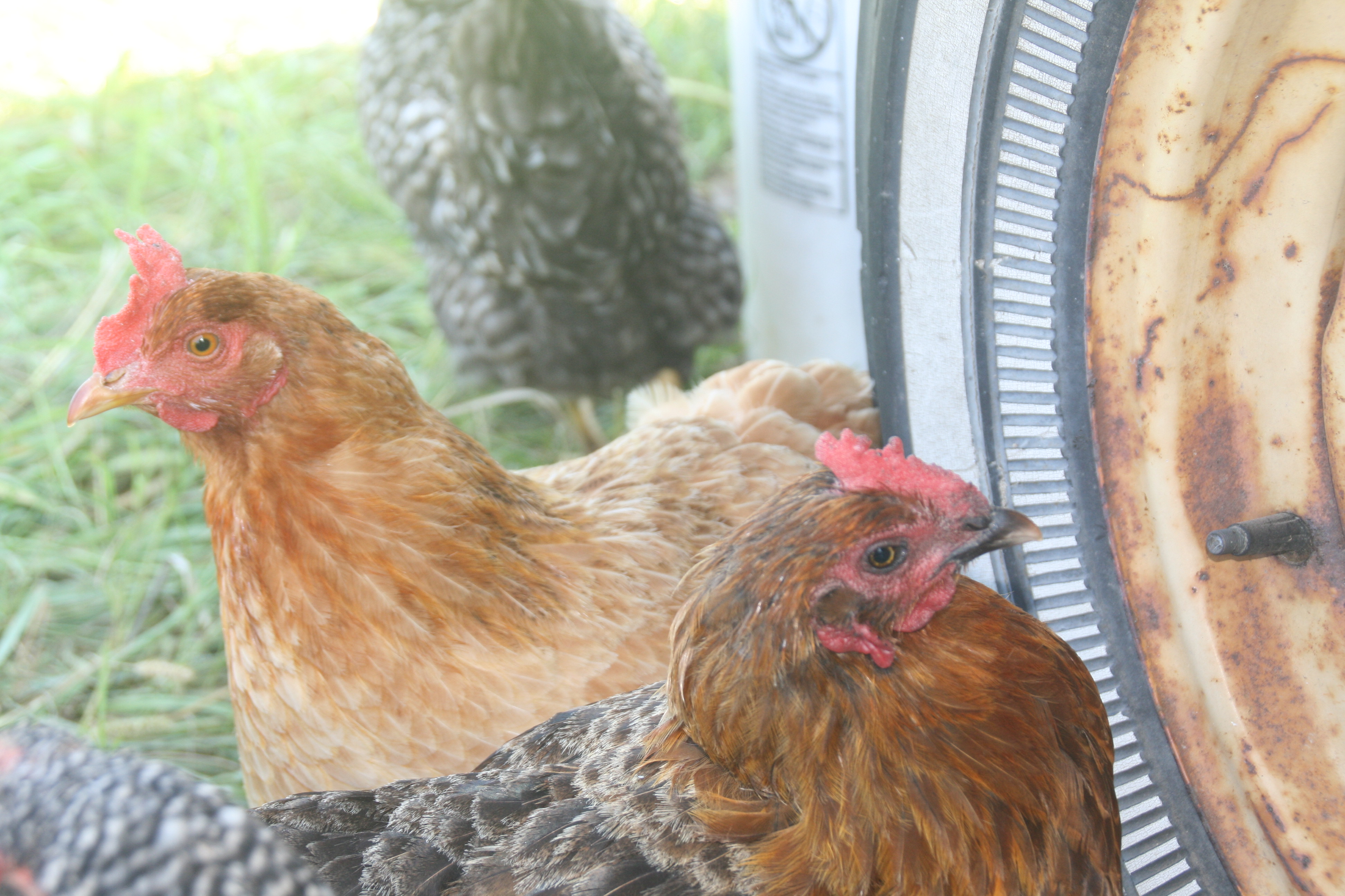 Ginger (back) and Petunia (front)