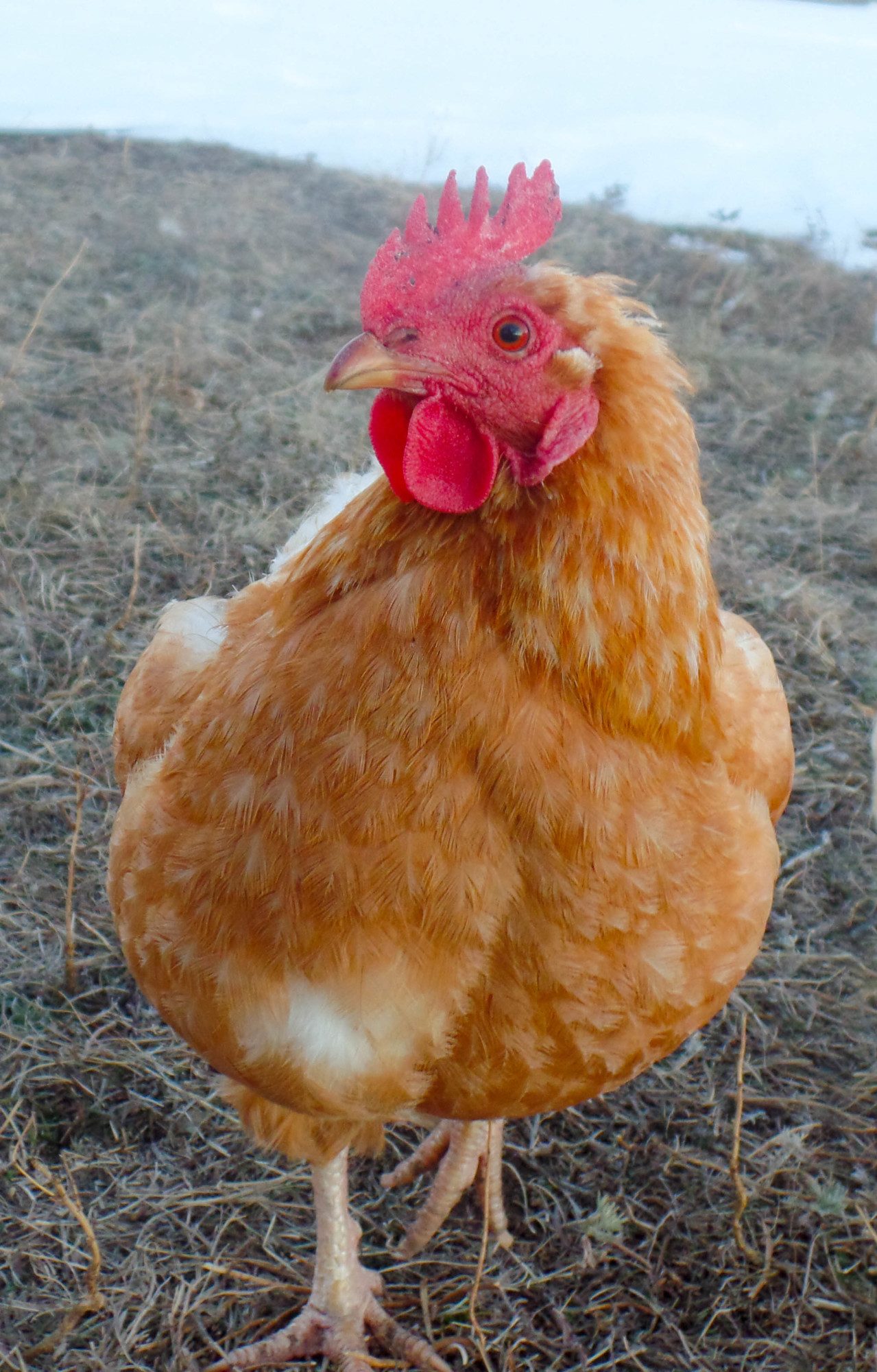 Ginger ~ Cinnamon Queen