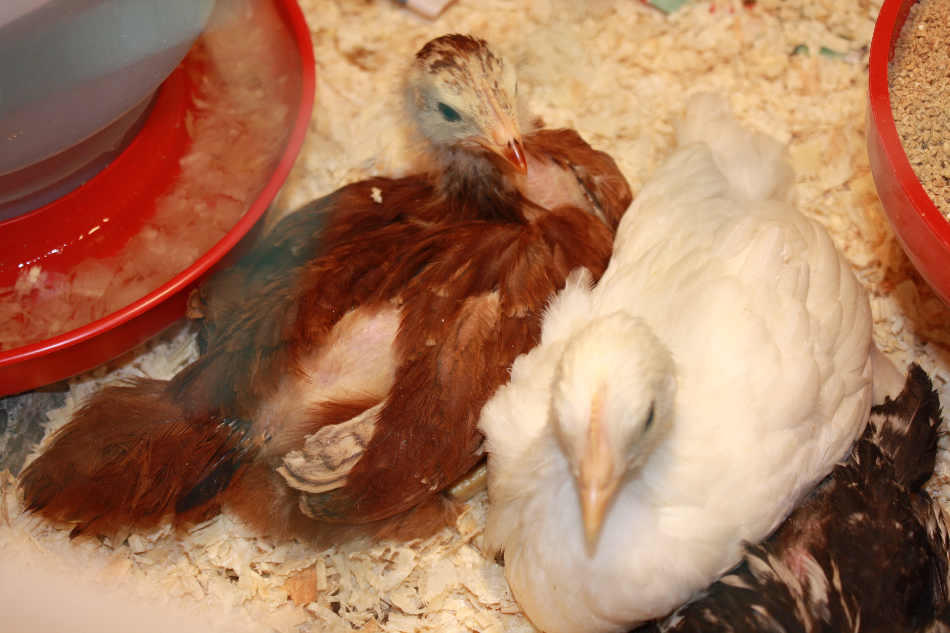 "Ginger" & "Foggy J Leghorn"  ~ Rhode Island red, and well......  Leghorn....