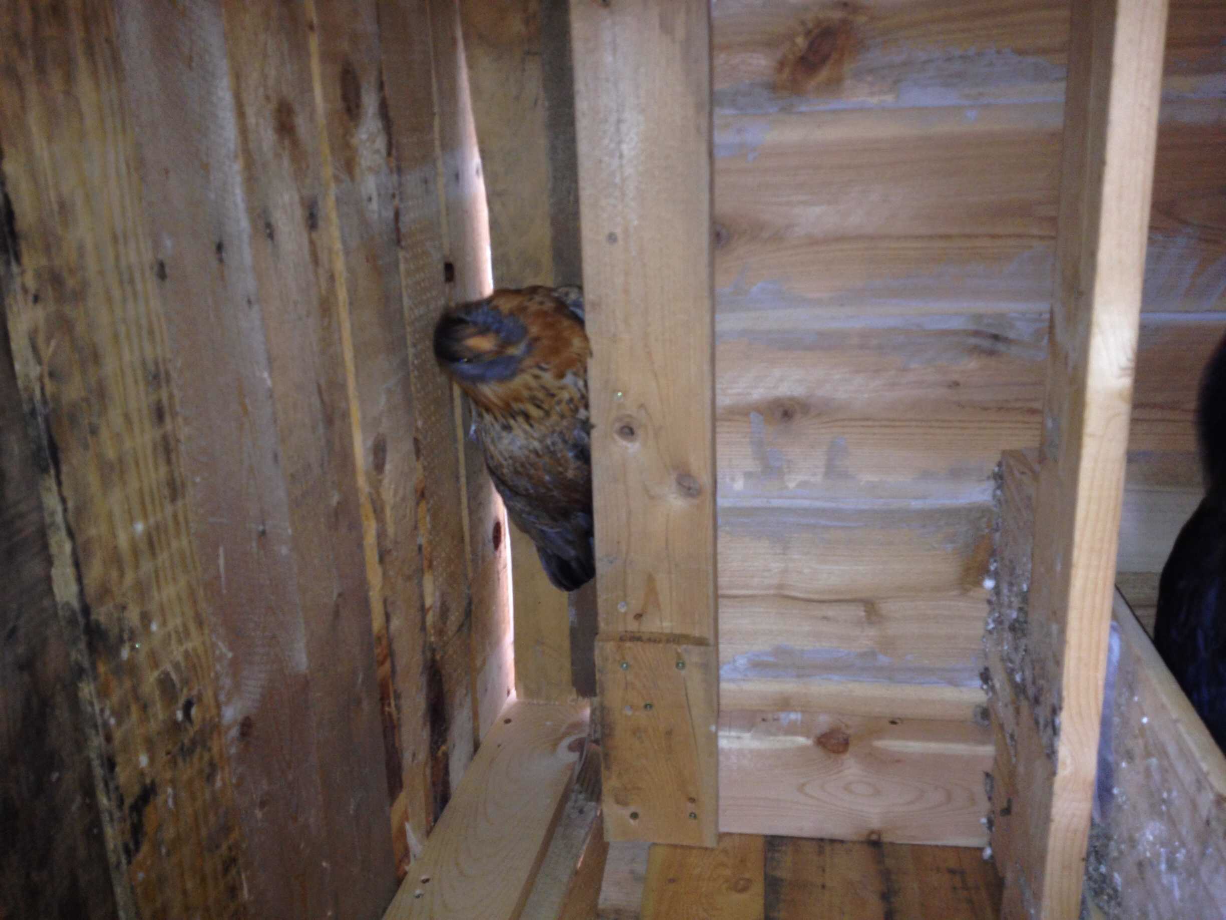Ginger found a hiding spot