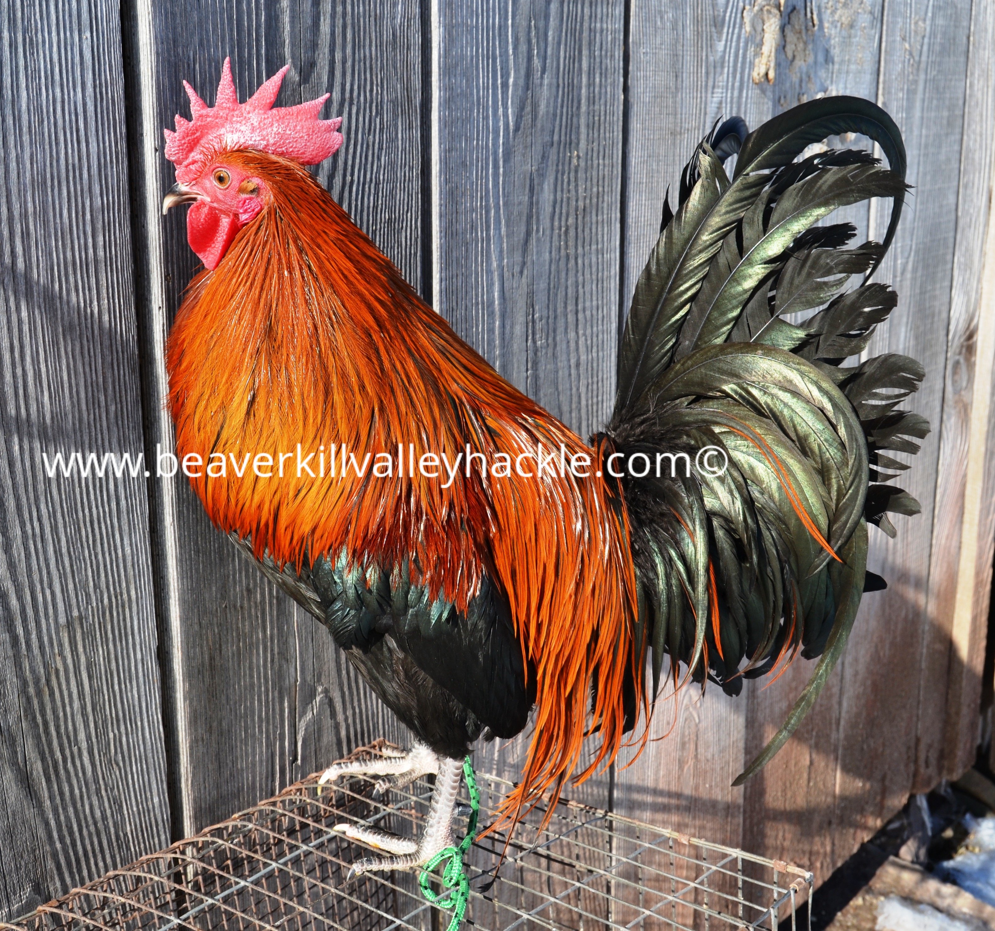 Ginger Hackle Bird - Bred and owned by Ken Tutalo, Beaverkill Valley Hackle.
This cockerel was 7.5 months old at the time of this photo.

This is a really nice shade of Ginger, Fly Tyers use this color feather in many insect patterns