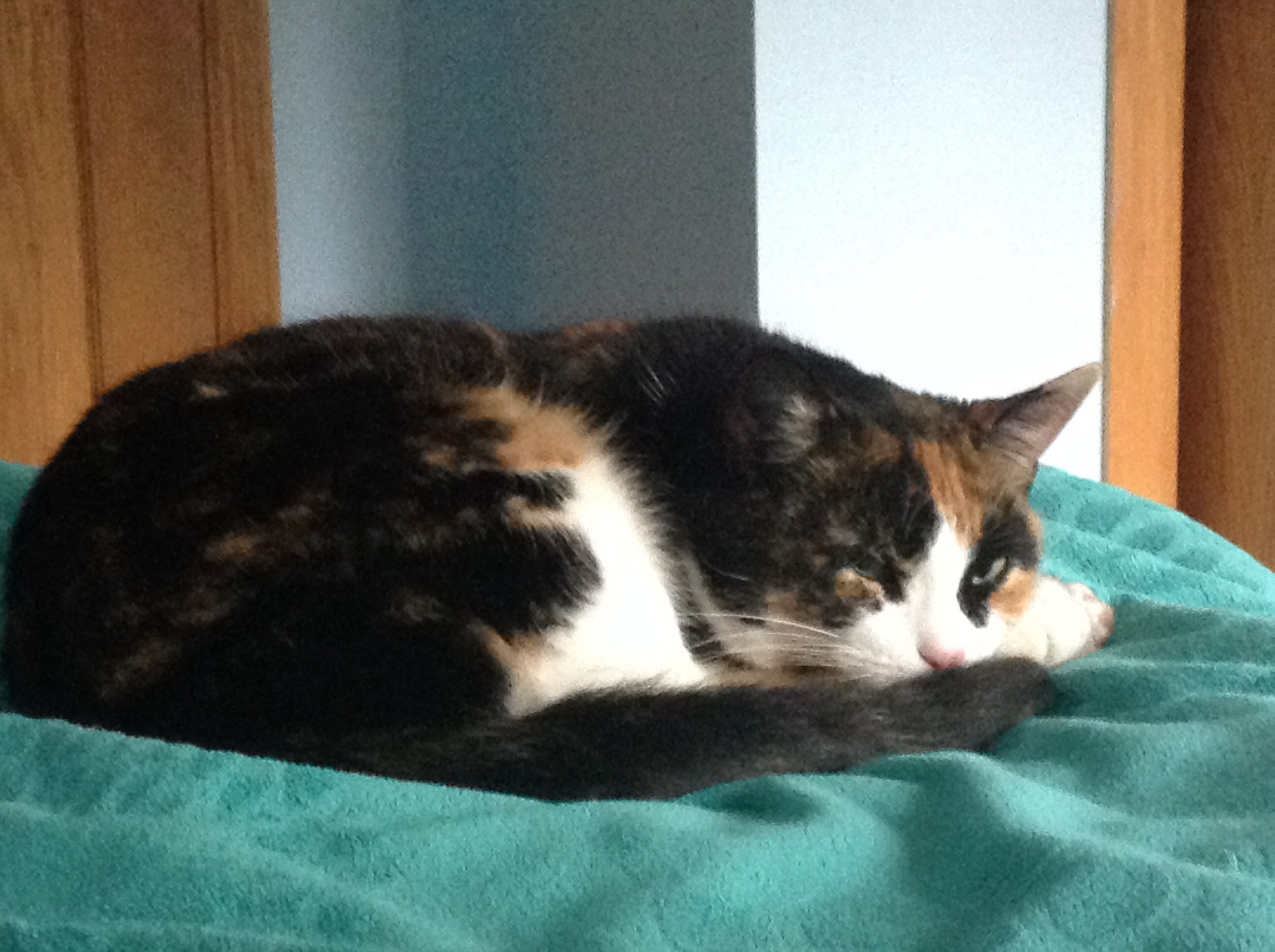 Ginger hanging out on my bed.