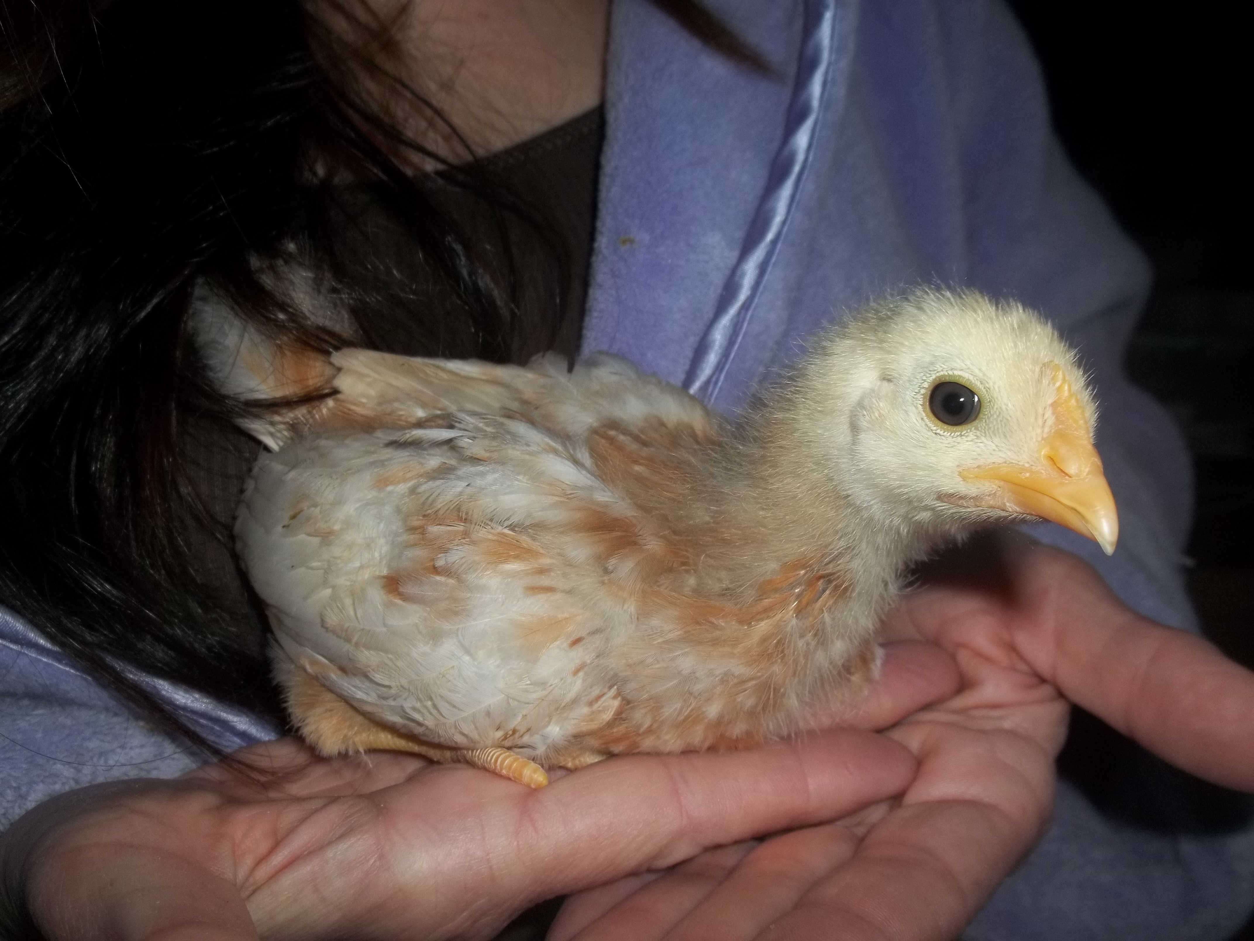 Ginger is getting so big