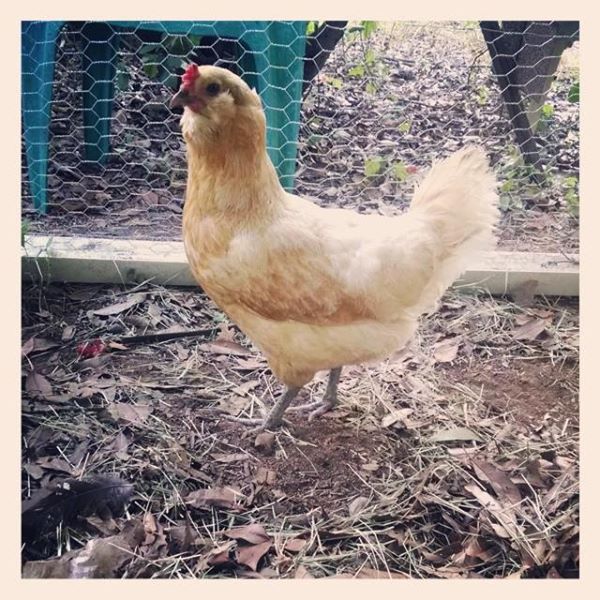 *
Ginger, Our Easter Egger