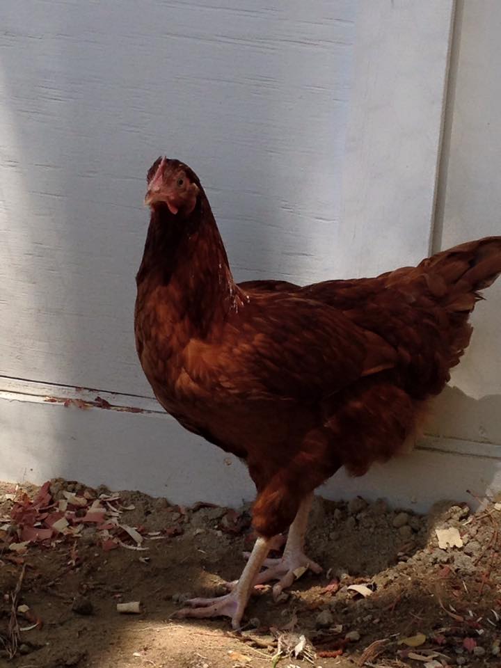 Ginger our other RI Red