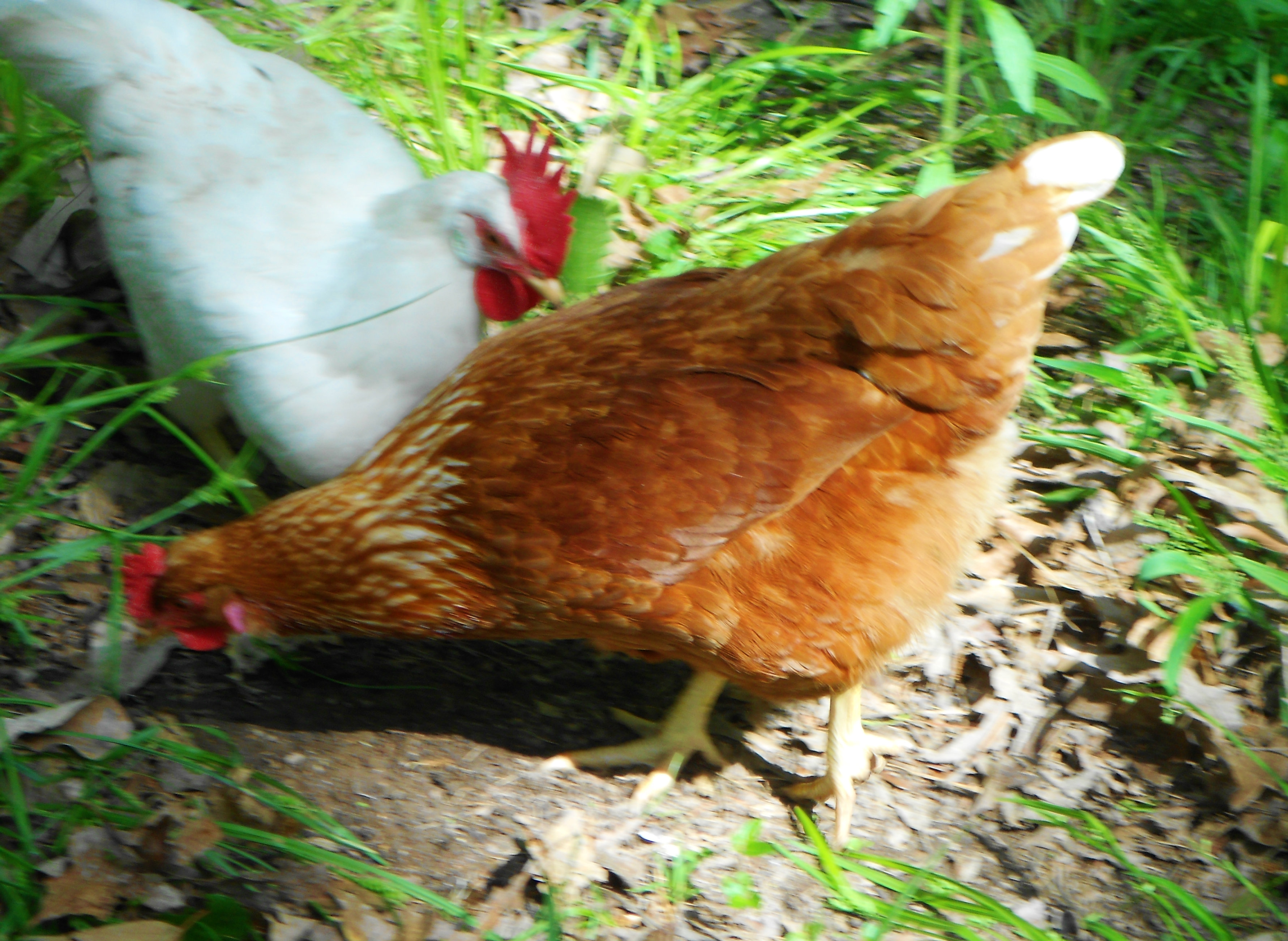 Ginger- she is a Buff & Louise- Leghorn
