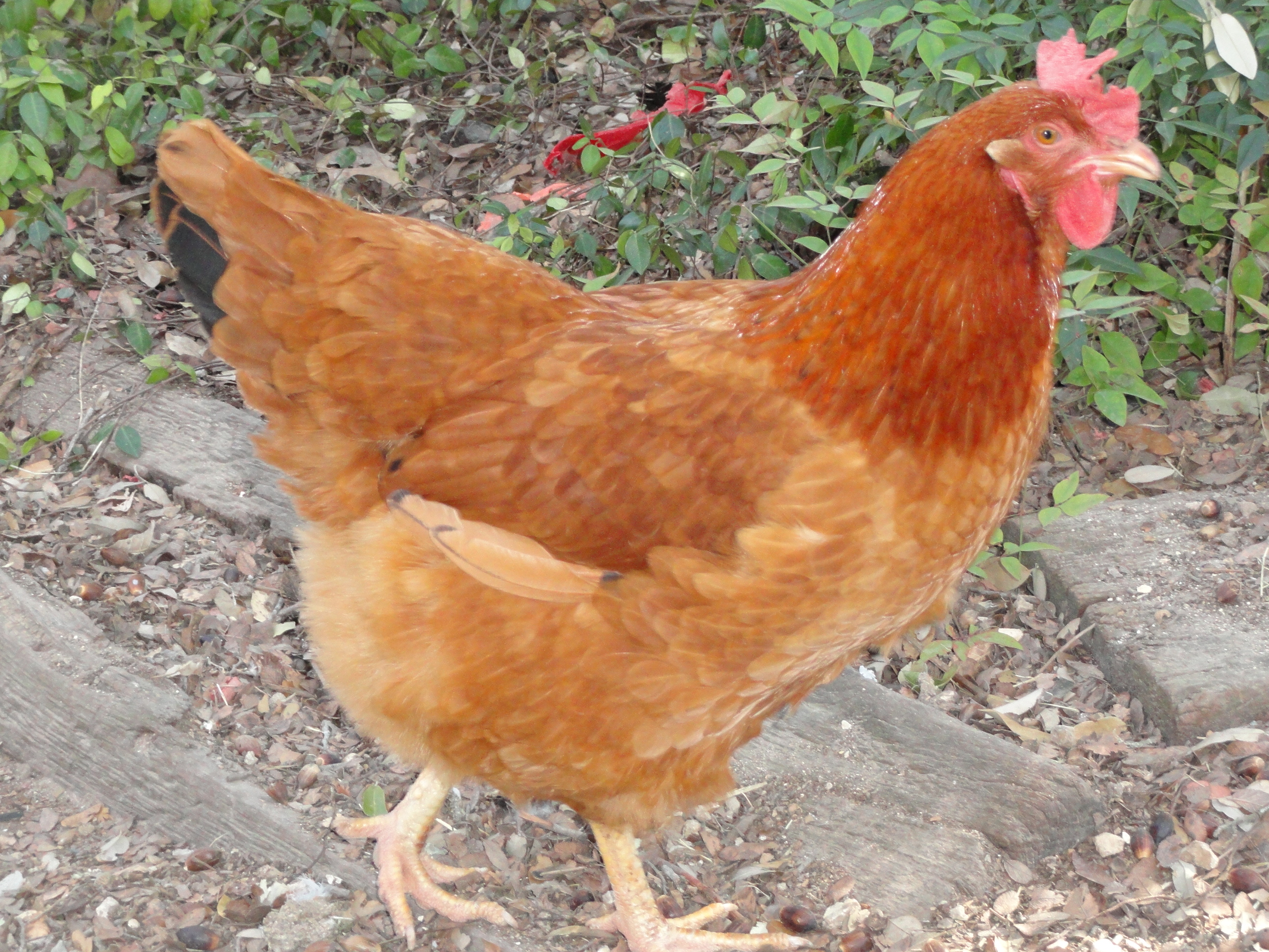 "Ginger" (unknown)