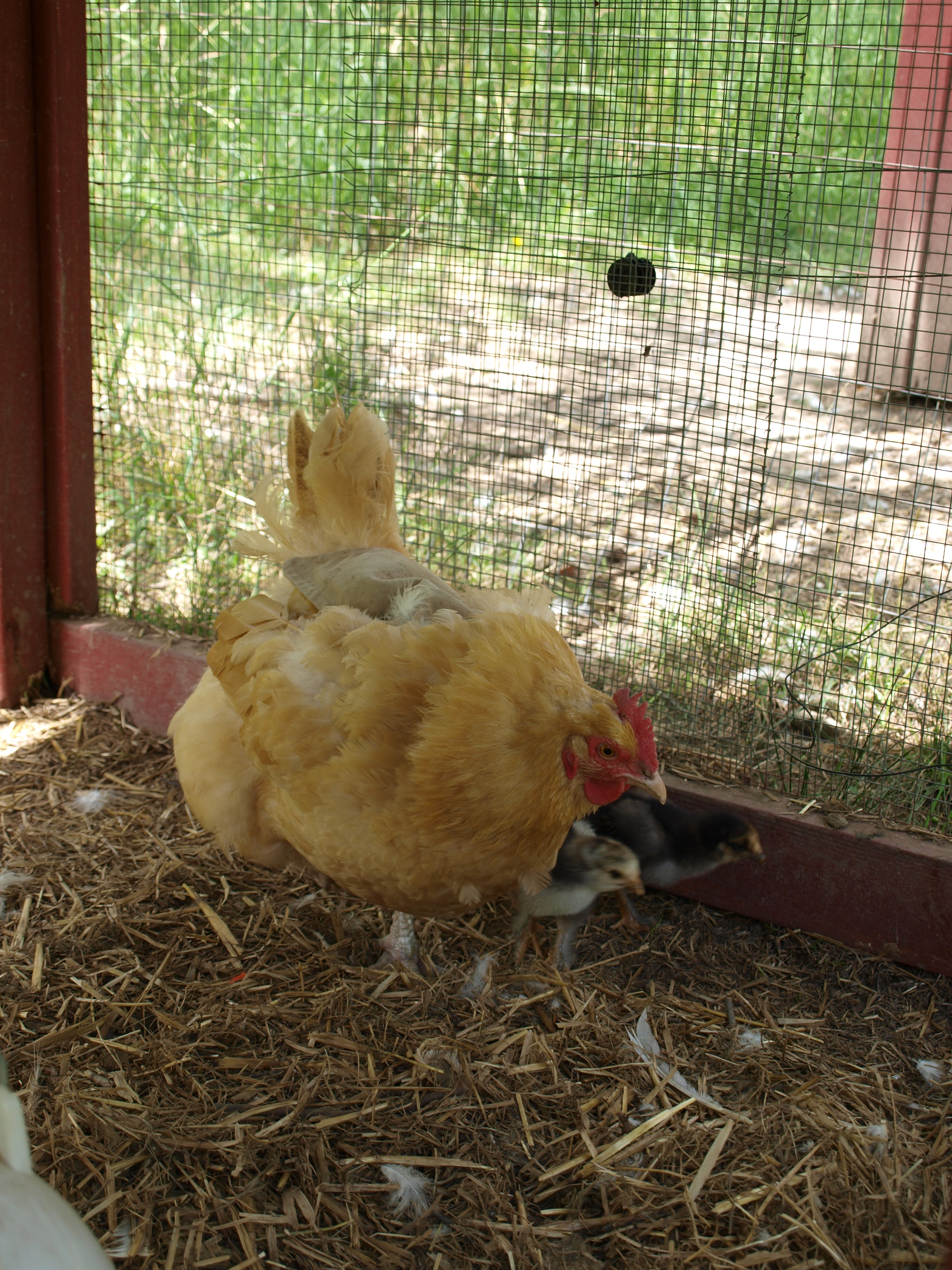 Ginger with chicks