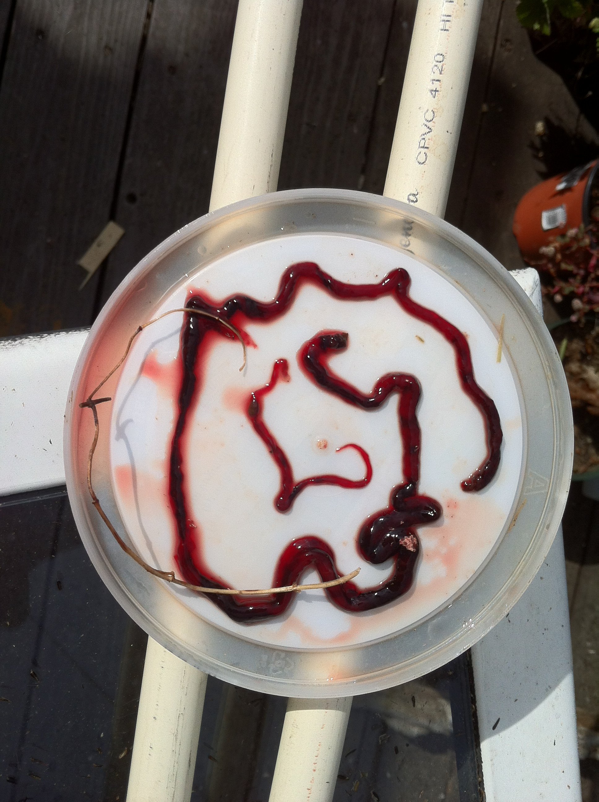 ginger worm or intestine.JPG