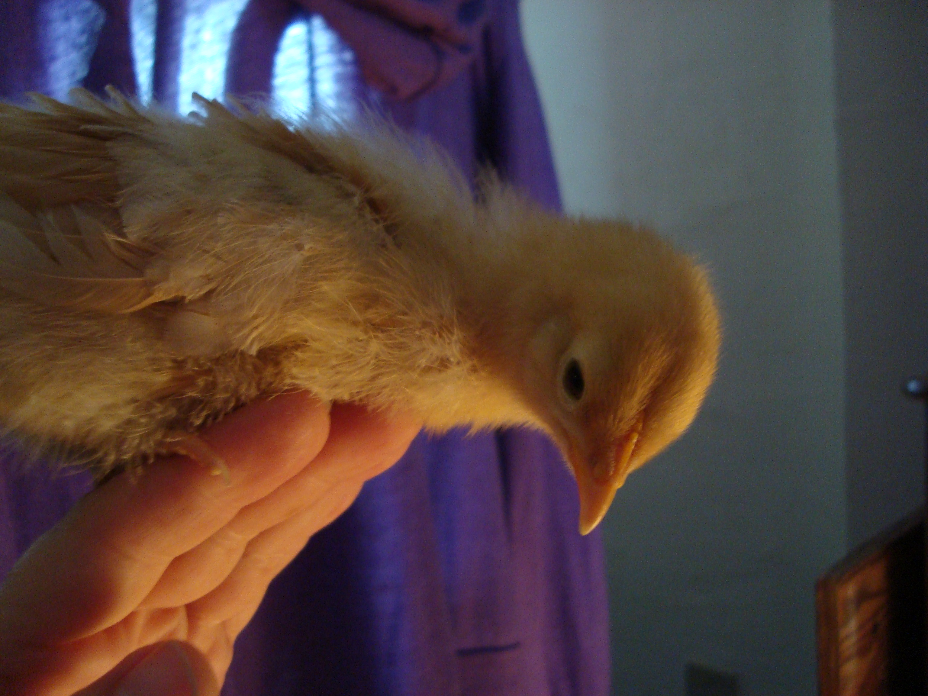 Ginger