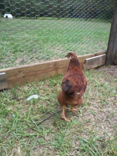 Ginger