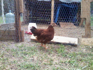 Ginger