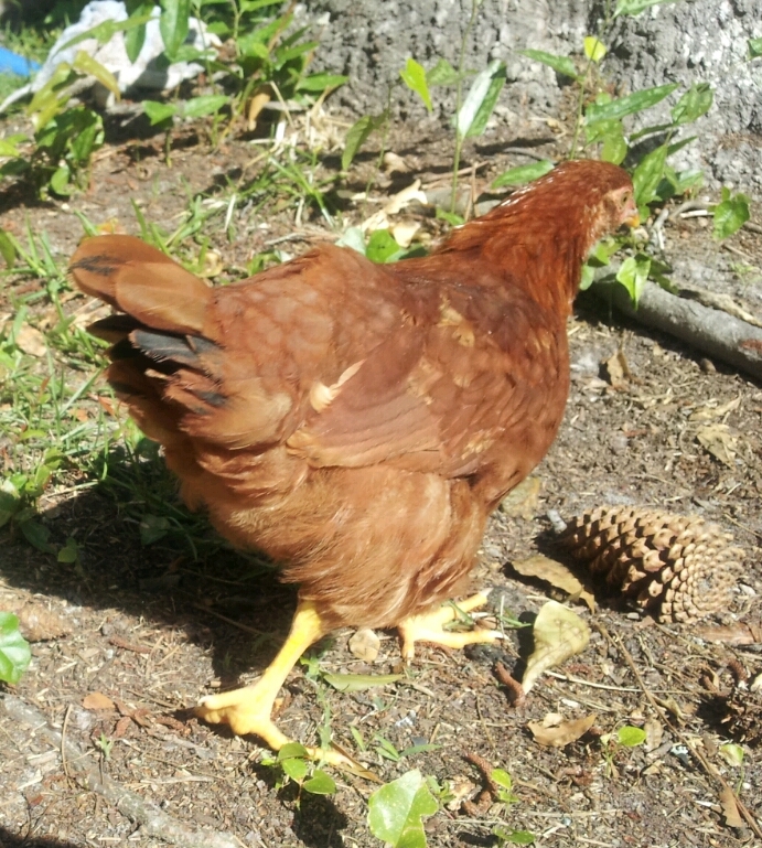 Ginger