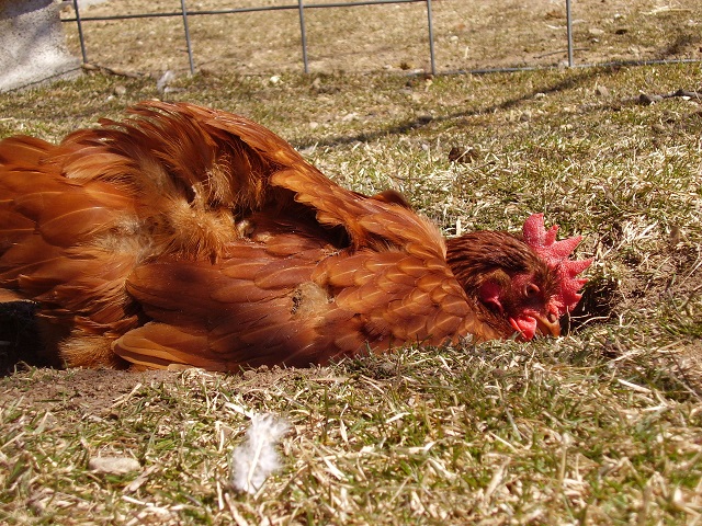 Ginger