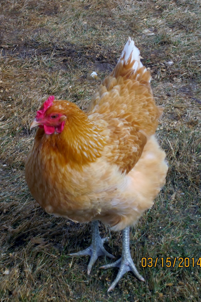 Ginger