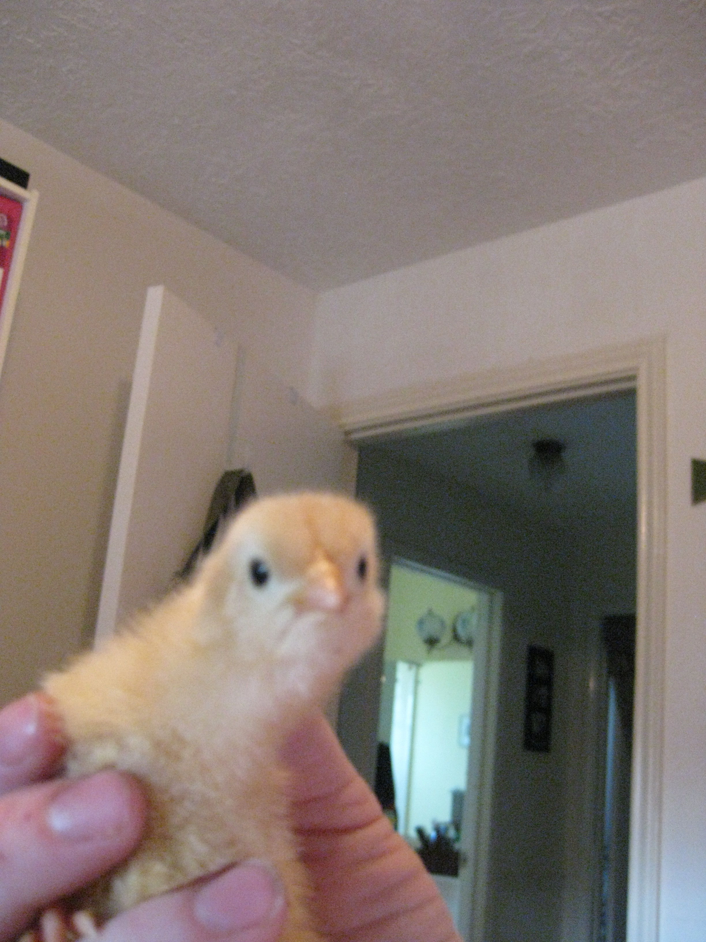 Ginger's first day as a Beasley