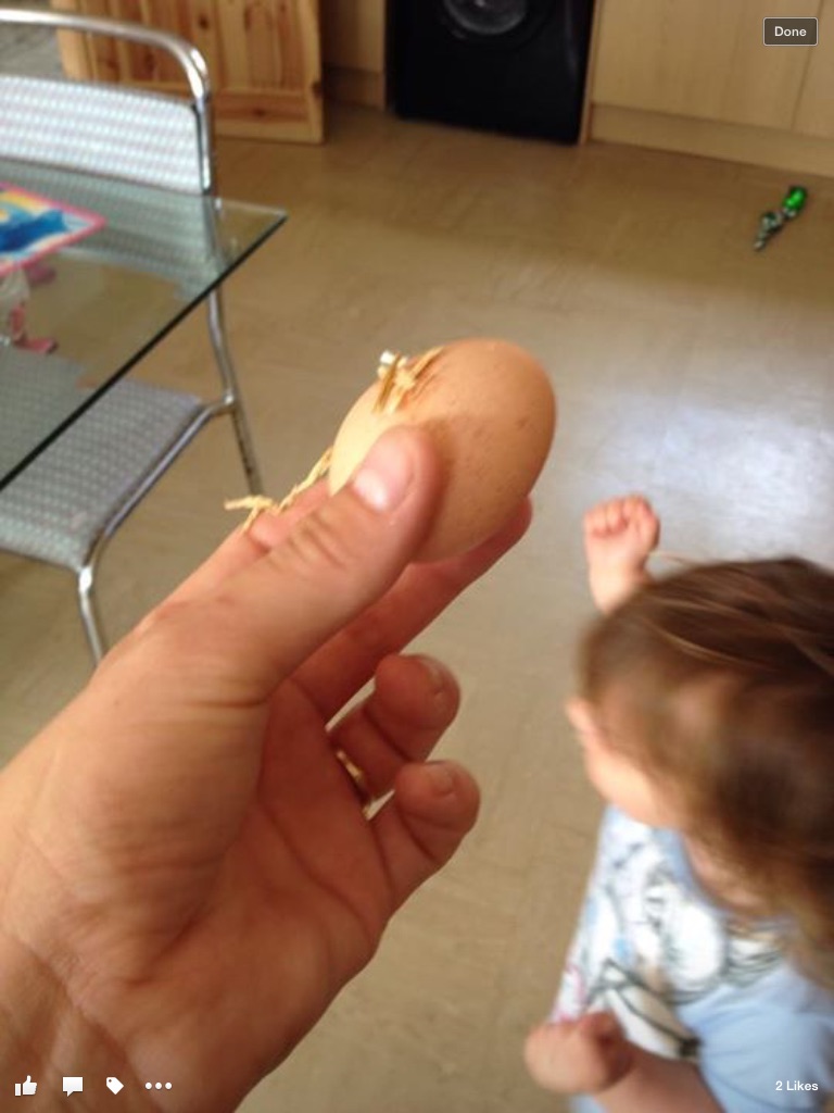 Gingers first egg 
6th may 2015 
Around 11am
