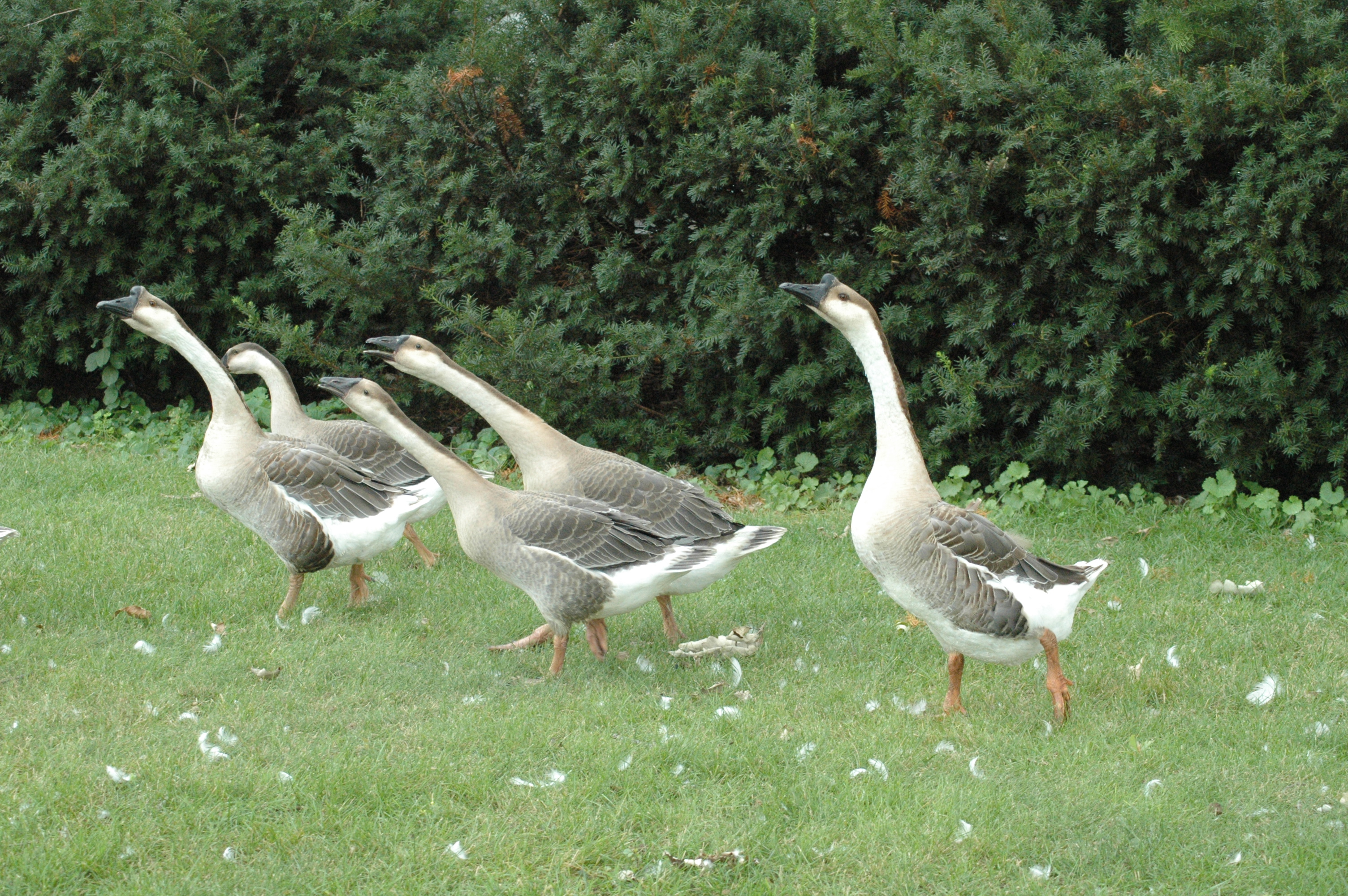 Gingi on the right, and Ron on the far left are taking the kids on a walk. Ron is Sissy's mate.