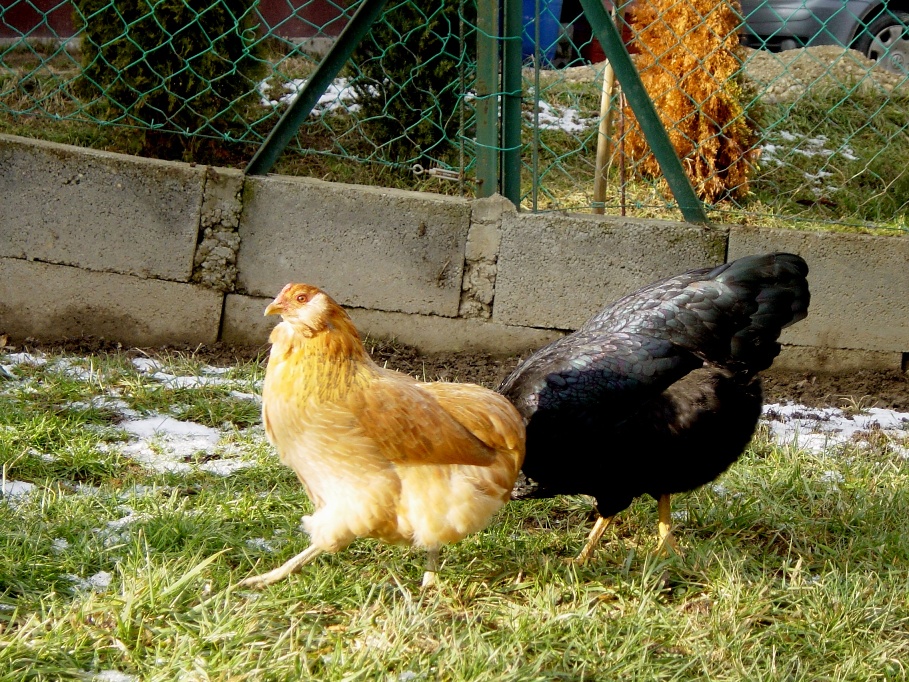 Gini  & Carmen the Italian :)