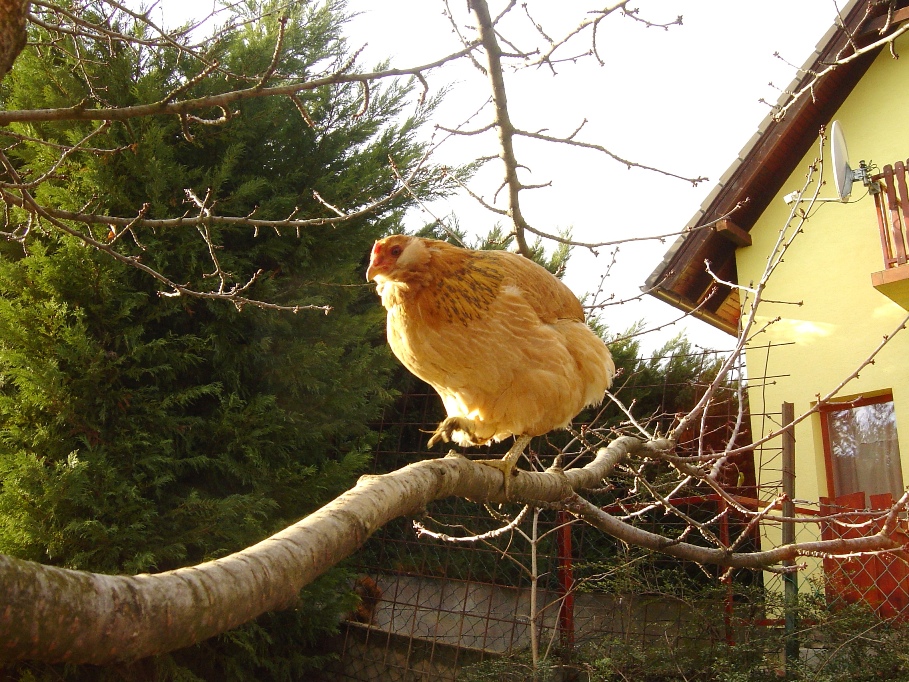 Gini on the tree :)