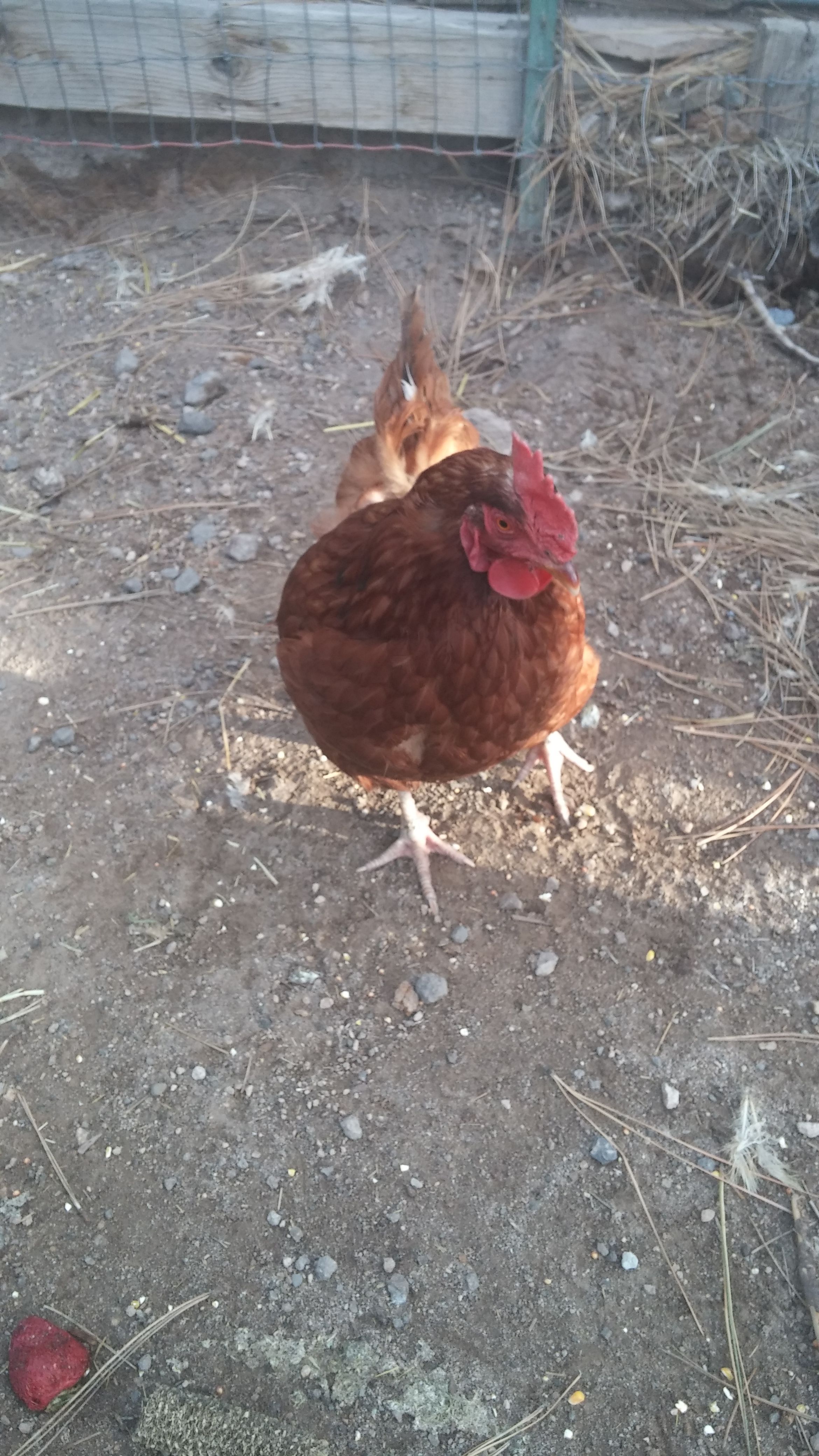 Ginny the RIR