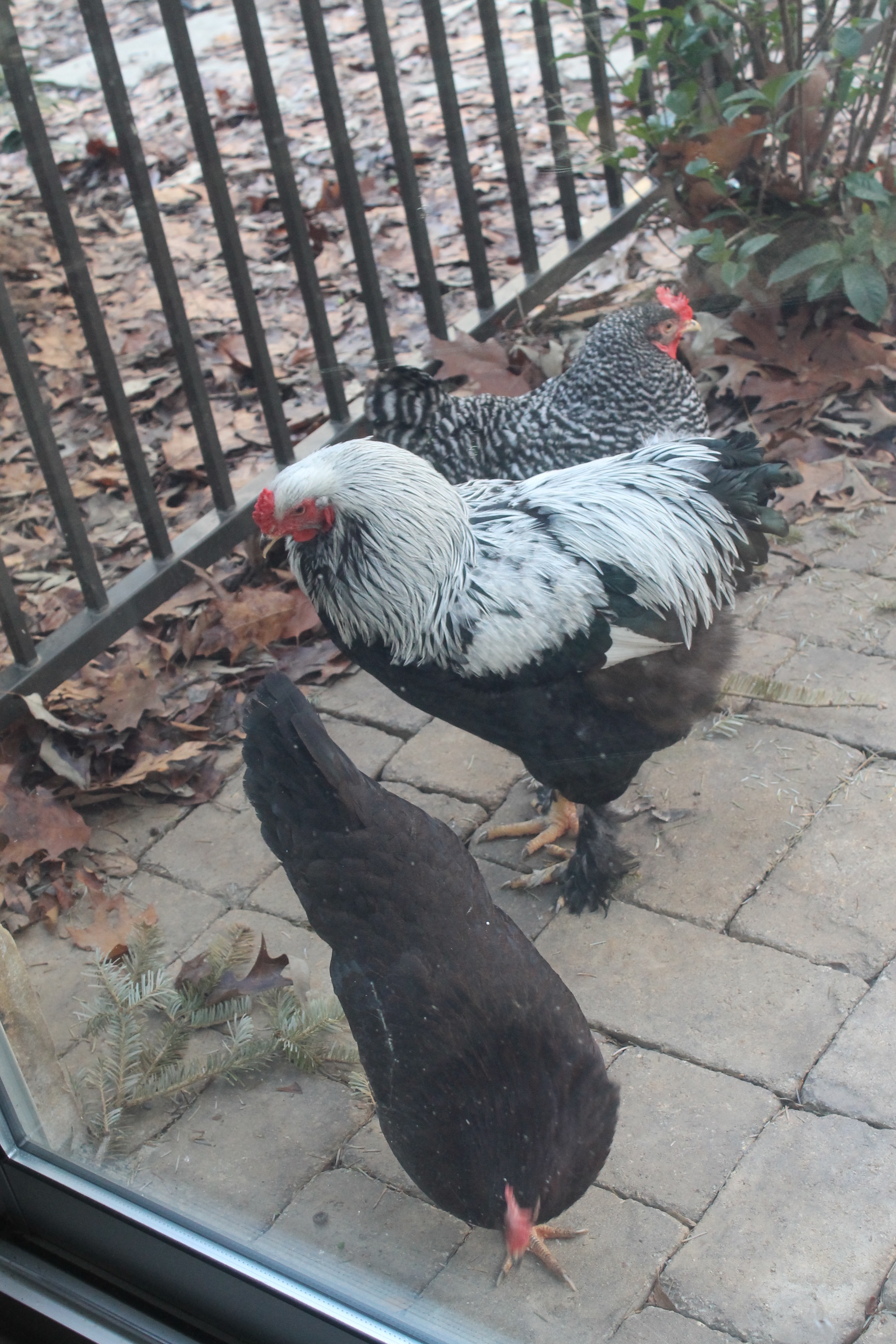 Ginny (Top), Favor (Middle), and Speedy (Bottom.)  Ginny  so sadly died in a dog accident. Speedy from natural causes, and we had to give Favor away. Miss them. Flame...One of my sweetest roosters. He sadly died in a dog accident years ago...Miss him. ❤