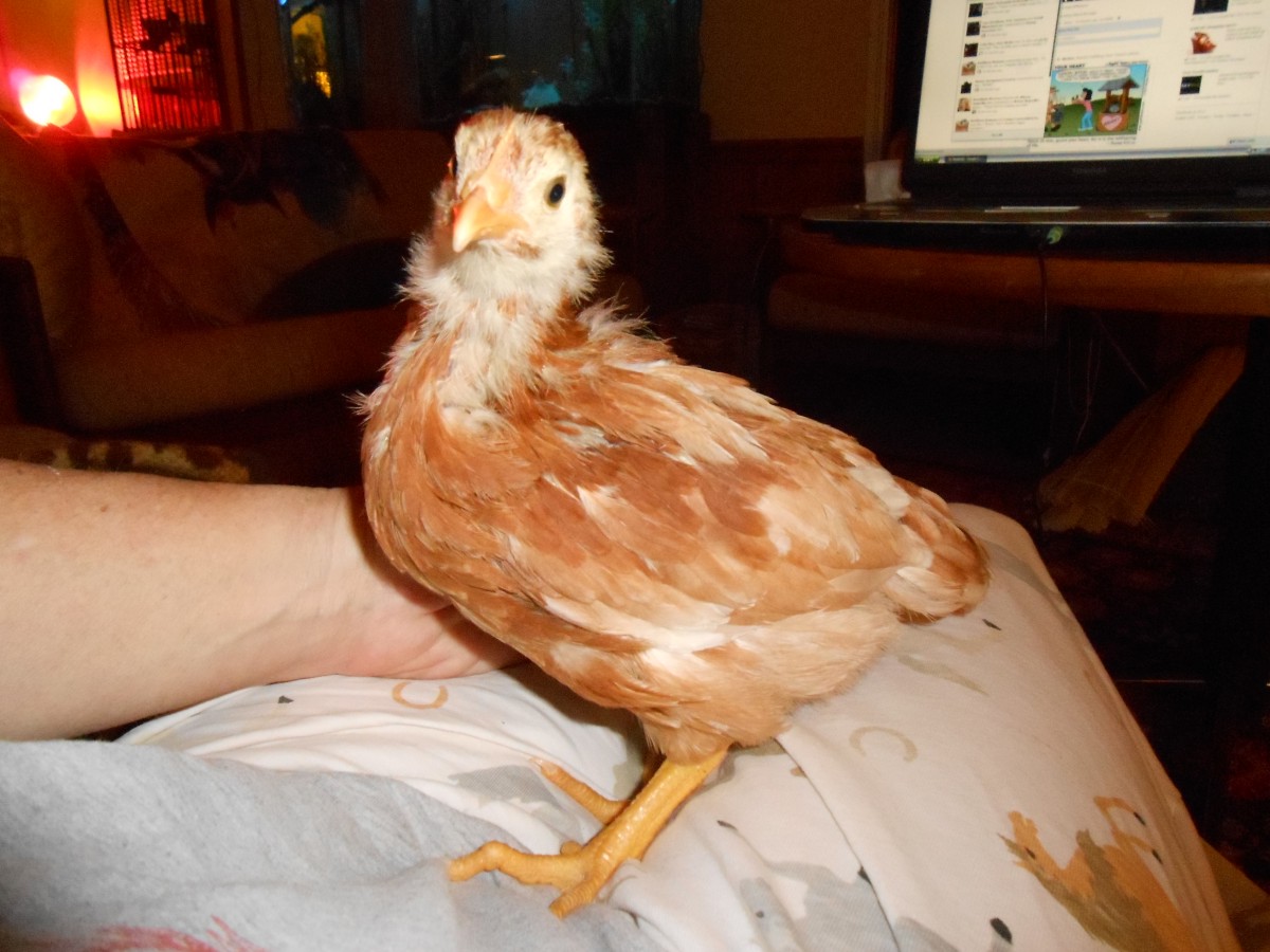 Giovanna at a little over 3 weeks. She's a little sweetheart! Actually, all of them are.
