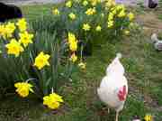 Girl Friend is a White Rock hen from McMurray stock.  She is a pest, a good layer, too smart for her own good, and miraculously keeps herself cleaner then the rest of the hens who free range over he farm.  She is our "talking " hen.  Yes...she bawks constantly and hums in musical tones.  Once while being complemented on her beautiful white feathers we could have sworn she said "Aw...Thank You!"