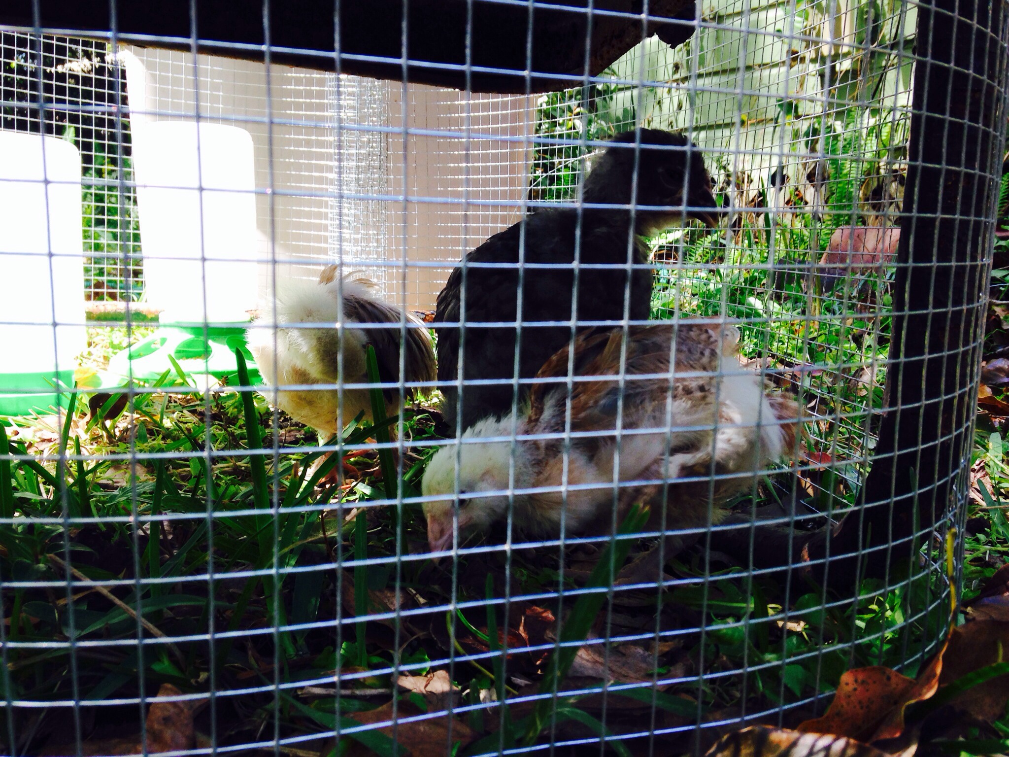 Girls anxiously awaiting their new digs while they hang in the "play pen".